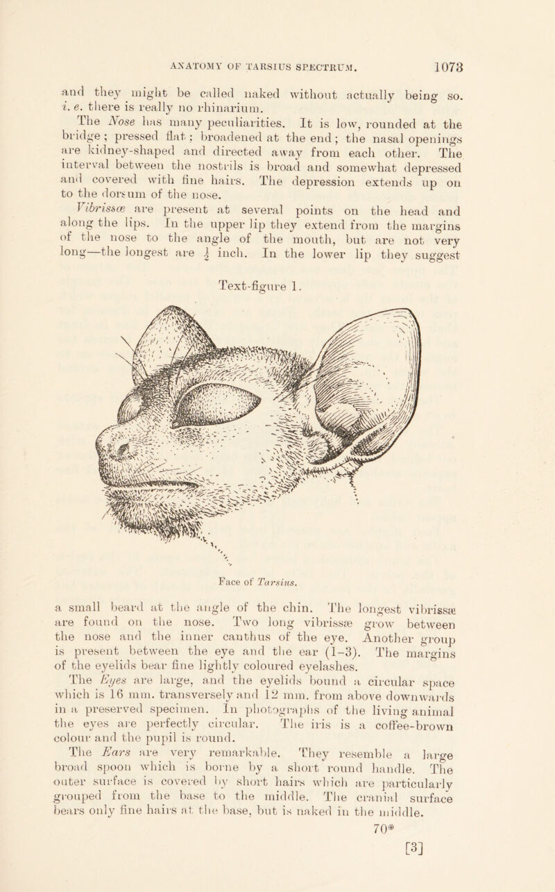 and they might be called naked without actually being so. i. e. there is really no rhinarium. Ihe Nose has many peculiarities. It is low, rounded at the bridge ; pressed flat : broadened at the end ; the nasal openings are kidney-shaped and directed away from each other. The interval between the nostrils is broad and somewhat depressed and covered with flue hairs. The depression extends up on to the dorsum of the nose. Vibrissce are present at several points on the head and along the lips. In the upper lip they extend from tlie margins of the nose to the angle of the mouth, but are not very long the longest are | inch. In the lower lip they suggest Text-figure 1. Face of Tarshis. a small beard at the angle of the chin. The longest vibrissae are found on the nose. Two long vibrissae grow between the nose and the inner canthus of the eye. Another group is present between the eye and the ear (1-3). The margins of the eyelids bear fine lightly coloured eyelashes. The Eyes are large, and the eyelids bound a circular space which is 16 mm. transversely and 12 mm. from above downwards in a preserved specimen. In photographs of the living animal the eyes are perfectly circular. The iris is a coffee-brown colour and the pupil is round. The Ears are very remarkable. They resemble a large broad spoon which is borne by a short round handle. The outer surface is covered by short hairs which are particularlv grouped from the base to the middle. The cranial surface bears only fine hairs at the base, but is naked in the middle. 70* [3]