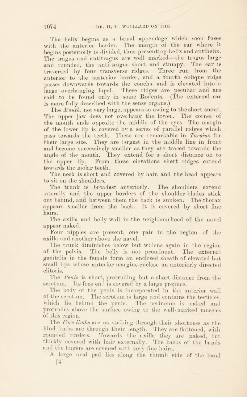The helix begins as a broad appendage which soon fuses with the anterior border. The margin of the ear where it begins posteriorly is divided, thus presenting helix and antihelix. The tragus and antitragus are well marked—the tragus large and rounded, the anti-tragus short and stumpy. The ear is traversed by four transverse ridges. Three run from the anterior to the posterior border, and a fourth oblique ridge passes downwards towards the concha and is elevated into a large overhanging lapel. These ridges are peculiar and are said to be found only in some Rodents. (The external ear is more folly described with the sense organs.) The Mouth, not very large, appears so owing to the short snout. The upper jaw does not overhang the lower. The corner of the mouth ends opposite the middle of the eyes The margin of the lower lip is covered by a series of parallel ridges which pass towards the teeth. These are remarkable in Tarsius for their large size. They are largest in the middle line in front and become successively smaller as they are traced towards the angle of the mouth. They extend for a short distance on to the upper lip. From these elevations short ridges extend towards the molar teeth. The neck is short and covered by hair, and the head appears to sit on the shoulders. The trunk is broadest anteriorly. The shoulders extend laterally and the upper borders of the shoulder-blades stick out behind, and between them the back is sunken. The thorax appears smaller from the back. It is covered by short fine hairs. The axilla and belly wall in the neighbourhood of the navel appear naked. Four nipples are present, one pair in the region of the axilla and another above the navel. The trunk diminishes below but widens again in the region of the pelvis. The belly is not prominent. The external genitalia in the female form an enclosed sheath of elevated but small lips whose anterior margins enclose an anteriorly directed clitoris. The Penis is short, protruding but a short distance from the scrotum. Its free end is covered by a large prepuce. The body of the penis is incorporated in the anterior wall of the scrotum. The scrotum is large and contains the testicles, which lie behind the penis. The perineum is naked and protrudes above the surface owing to the well-marked muscles of this region. The Fore limbs are as striking through their shortness as the hind limbs are through their length. They are flattened, with rounded borders. Towards the axilla they are naked, but thickly covered with hair externally. The backs of the hands and the fingers are covered with very fine hairs. A large oval pad lies along the thumb side of the hand [4]