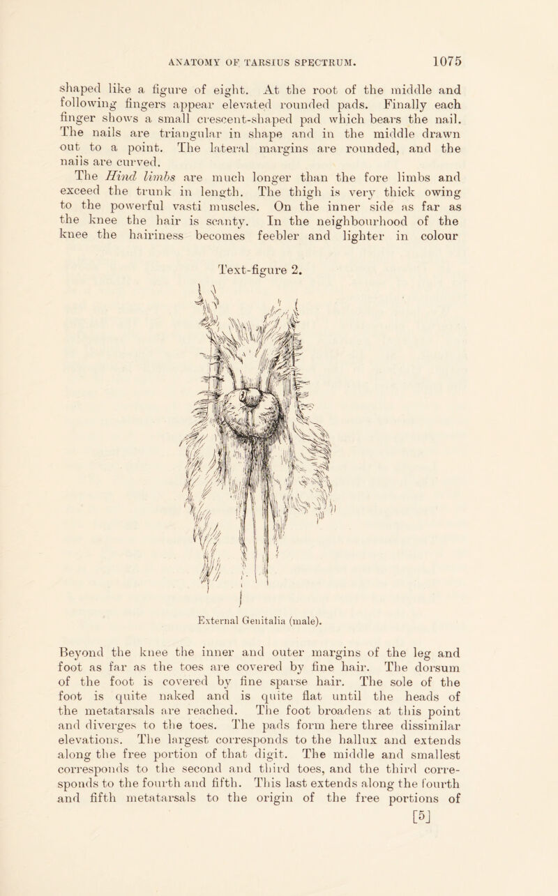 shaped like a figure of eight. At the root of the middle and following fingers appear elevated rounded pads. Finally each finger shows a small crescent-shaped pad which bears the nail. The nails are triangular in shape and in the middle drawn out to a point. The lateral margins are rounded, and the nails are curved. The Hind limbs are much longer than the fore limbs and exceed the trunk in length. The thigh is very thick owing to the powerful vasti muscles. On the inner side as far as the knee the hair is scanty. In the neighbourhood of the knee the hairiness becomes feebler and lighter in colour Text-figure 2. External Genitalia (male). Beyond the knee the inner and outer margins of the leg and foot as far as the toes are covered by fine hair. The dorsum of the foot is covered by fine sparse hair. The sole of the foot is quite naked and is quite flat until the heads of the metatarsals are reached. The foot broadens at this point and diverges to the toes. The pads form here three dissimilar elevations. The largest corresponds to the hallux and extends along the free portion of that digit. The middle and smallest corresponds to the second and third toes, and the third corre- sponds to the fourth and fifth. This last extends along the fourth and fifth metatarsals to the origin of the free portions of