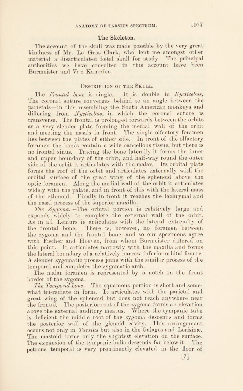 The Skeleton. The account of the skull was made possible by the very great kindness of Mr. Le Gros Clark, who lent me amongst other material a disarticulated foetal skull for study. The principal authorities we have consulted in this account have been JBurmeister and Van Kampfen. Description of the Skull. The Frontal bone is single. It is double in Nycticebusr The coronal suture converges behind to an angle between the parietals—in this resembling the South American monkeys and differing from Nycticebus, in which the coronal suture is transverse. The frontal is prolonged forwards between the orbits as a very slender plate forming the medial wall of the orbit and meeting the nasals in front. The single olfactory foramen lies between the plates of either side. In front of the olfactory foramen the bones contain a wide cancellous tissue, but there is no frontal sinus. Tracing the bone laterally it forms the inner and upper boundary of the orbit, and half-way round the outer side of the orbit it articulates with the malar. Its orbital plate forms the roof of the orbit and articulates externally with the orbital surface of the great wing of the sphenoid above the optic foramen. Along the medial wall of the orbit it articulates widely with the palate, and in front of this with the lateral mass of the ethmoid. Finally in front it reaches the lachrymal and the nasal process of the superior maxilla. The Zygoma.—The orbital portion is relatively large and expands widely to complete the external wall of the orbit. As in all Lemurs it articulates with the lateral extremity of the frontal bone. There is, however, no foramen between the zygoma and the frontal bone, and so our specimens agree with Fischer and Hoe\en, from whom Burmeister differed on this point. It articulates narrowly with the maxilla and forms the lateral boundary of a relatively narrow inferior orbital fissure. A slender zygomatic process joins with the similar process of the temporal and completes the zygomatic arch. The malar foramen is represented by a notch on the front border of the zygoma. The Temporal bone.—The squamous portion is short and some- what tri-radiate in form. It articulates with the parietal and great wing of the sphenoid but does not reach anywhere near the frontal. The posterior root of the zygoma forms an elevation above the external auditory meatus. Where the tympanic tube is deficient the middle root of the zygoma descends and forms the posterior wall of the glenoid cavity. This arrangement occurs not only in Tarsius but also in the Galagos and Lorisime. The mastoid forms only the slightest elevation on the surface. The expansion of the tympanic bulla descends far below it. The petrous temporal is very prominently elevated in the floor of [U