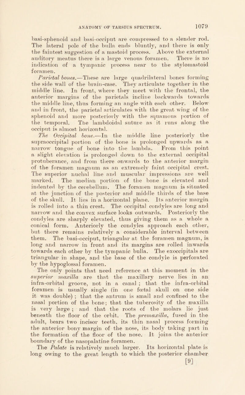 basi-sphenoid and basi-occiput are compressed to a slender rod. The lateral pole of the bulla ends bluntly, and there is only the faintest suggestion of a mastoid process. Above the external auditory meatus there is a large venous foramen. There is no indication of a tympanic process near to the stylomastoid foramen. Parietal bones.—These are large quadrilateral bones forming the side wall of the brain-case. They articulate together in the middle line. In front, where they meet with the frontal, the anterior margins of the parietals incline backwards towards the middle line, thus forming an angle with each other. Below and in front, the parietal articulates with the great wing of the sphenoid and more posteriorly with the squamous portion of the temporal. The lambdoidal suture as it runs along the occiput is almost horizontal. The Occipital bone.—In the middle line posteriorly the supraoccipital portion of the bone is prolonged upwards as a narrow tongue of bone into the lambda. From this point a. slight elevation is prolonged down to the external occipital protuberance, and from there onwards to the anterior margin of the foramen magnum as an extremely faint occipital crest. The superior nuchal line and muscular impressions are well marked. The median portion of the bone is elevated and indented by the cerebellum. The foramen magnum is situated at the junction of the posterior and middle thirds of the base of the skull. It lies in a horizontal plane. Its anterior margin is rolled into a thin crest. The occipital condyles are long and narrow and the convex surface looks outwards. Posteriorly the condyles are sharply elevated, thus giving them as a whole a conical form. Anteriorly the condyles approach each other, but there remains relative^ a considerable interval between them. The basi-occiput, triangular at the foramen magnum, is long and narrow in front and its margins are rolled inwards towards each other by the tympanic bulla. The exoccipitals are triangular in shape, and the base of the condyle is perforated by the hypoglossal foramen. The only points that need reference at this moment in the superior maxilla are that the maxillary nerve lies in an in fra-orbital groove, not in a canal ; that the infra-orbital foramen is usually single (in one foetal skull on one side it was double) ; that the antrum is small and confined to the nasal portion of the bone; that the tuberosity of the maxilla is very large ; and that the roots of the molars lie just beneath the floor of the orbit. The premaxilla, fused in the adult, bears two incisor teeth, its thin nasal process forming the anterior bony margin of the nose, its body taking part in the formation of the floor of the nose. It joins the anterior boundary of the nasopalatine foramen. The Palate is relatively much larger. Its horizontal plate is long owing to the great length to which the posterior chamber [9]