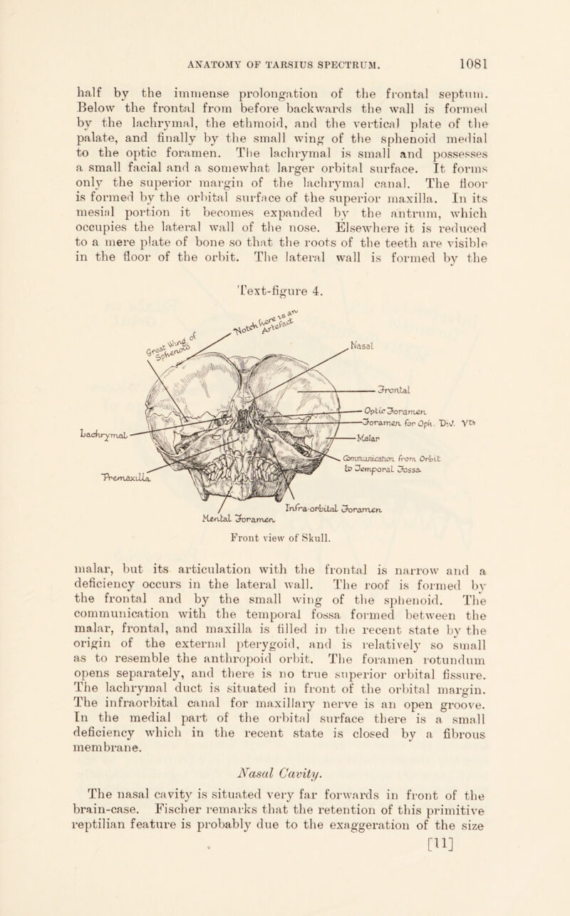 half by the immense prolongation of the frontal septum. Below the frontal from before backwards the wall is formed by the lachrymal, the ethmoid, and the vertical plate of the palate, and finally by the small wing of the sphenoid medial to the optic foramen. The lachrymal is small and possesses a small facial and a somewhat larger orbital surface. It forms only the superior margin of the lachrymal canal. The floor is formed by the orbital surface of the superior maxilla. In its mesial portion it becomes expanded by the antrum, which occupies the lateral wall of the nose. Elsewhere it is reduced to a mere plate of bone so that the roots of the teeth are visible in the floor of the orbit. The lateral wall is formed by the Text-figure 4. Ken.ta.1 foramen, Infra-orbiTaL Ctoraroerc. Nasal Jrcnlal Optic foramen fop Opk. DvJ. Kalar Communication, from Orbit Jemporal Gfessa. LackryrriaL yt> Front view of Skull. malar, but its articulation with the frontal is narrow and a deficiency occurs in the lateral wall. The roof is formed by the frontal and by the small wing of the sphenoid. The communication with the temporal fossa formed between the malar, frontal, and maxilla is tilled in the recent state by the origin of the external pterygoid, and is relatively so small as to resemble the anthropoid orbit. The foramen rotundum opens separately, and there is no true superior orbital fissure. The lachrymal duct is situated in front of the orbital margin. The infraorbital canal for maxillary nerve is an open groove. In the medial part of the orbital surface there is a small deficiency which in the recent state is closed by a fibrous membrane. Nasal Cavity. The nasal cavity is situated very far forwards in front of the brain-case. Fischer remarks that the retention of this primitive reptilian feature is probably due to the exaggeration of the size [U]
