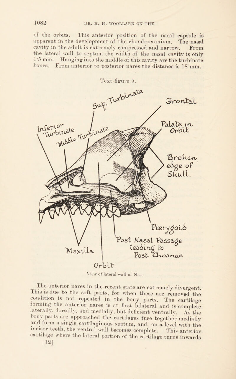 of the orbits. This anterior position of the nasal capsule is apparent in the development of the chonclrocranium. The nasal cavity in the adult is extremely compressed and narrow. From the lateral wall to septum the width of the nasal cavity is only 1 -5 mm. Hanging into the middle of this cavity are the turbinate bones. From anterior to posterior nares the distance is 18 mm. Text-figure 5. 3rcmtal Palate ltl Orbit Broken/ of Skull. >o t IS Maxilla, Post Masai Passage lea6md to Post- CkoArvcL*2- Orbufc View of lateral wall of Nose r ^ anteiior nares in the recent state are extremely divergent. Lhis is due to the soft parts, for when these are removed the condition is not repeated in the bony parts. The cartilage foi ming the anterior nares is at first bilateral and is complete laterally, dorsally, and medially, but deficient ventrally. As the bony parts are approached the cartilages fuse together medially .and form a single cartilaginous septum, and, on a level with the incisor teeth, the ventral wall becomes complete. This anterior cartilage where the lateral portion of the cartilage turns inwards [12]