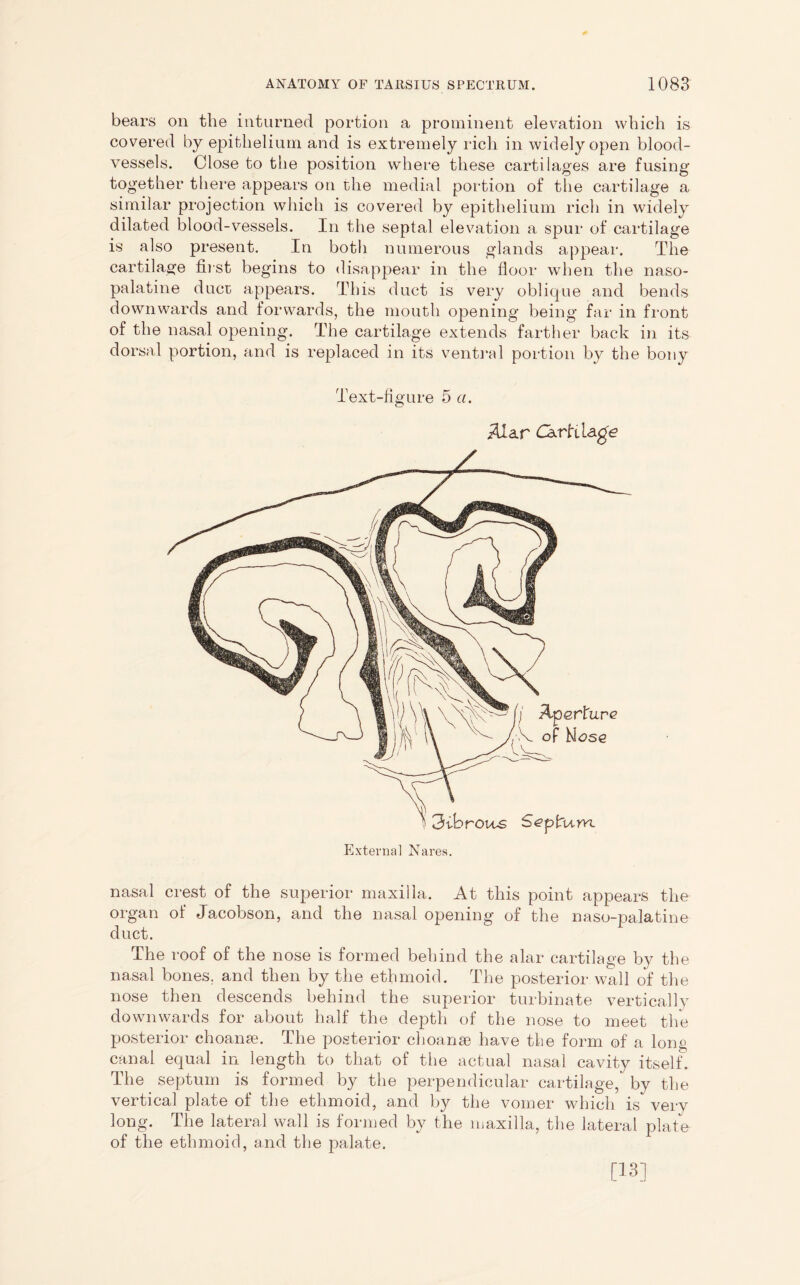 bears on the inturned portion a prominent elevation which is covered by epithelium and is extremely rich in widely open blood- vessels. Close to the position where these cartilages are fusing together there appears on the medial portion of the cartilage a similar projection which is covered by epithelium rich in widely dilated blood-vessels. In the septal elevation a spur of cartilage is also present. In both numerous glands appear. The cartilage first begins to disappear in the floor when the naso- palatine duct appears. This duct is very oblique and bends downwards and forwards, the mouth opening being far in front of the nasal opening. The cartilage extends farther back in its dorsal portion, and is replaced in its ventral portion by the bony Text-figure 5 a. Alar Cartilage Aperture of Hose 3ibrous Septum External Nares. nasal crest of the superior maxilla. At this point appears the organ of Jacobson, and the nasal opening of the naso-palatine duct. The roof of the nose is formed behind the alar cartilage by the nasal bones, and then by the ethmoid. The posterior wall of the nose then descends behind the superior turbinate vertically downwards for about half the depth of the nose to meet the posterior choame. The posterior choanaB have the form of a long canal equal in length to that of the actual nasal cavity itself. The septum is formed by the perpendicular cartilage, by the vertical plate of the ethmoid, and by the vomer which is very long. The lateral wall is formed by the maxilla, the lateral plate of the ethmoid, and the palate. [13]