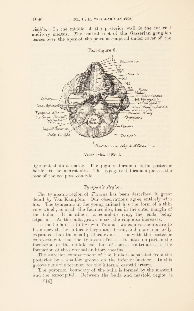 visible. In the middle of the posterior wall is the internal auditory meatus. The central root of the Gasserian ganglion passes over the apex of the petrous temporal under cover of the Text-figure 6. Jiaso. Pair. 3or Vorruzn Ba.si- Spkcnmi Tympiarujc Bulla VoslQlencP3-^ IntCarobuL- ‘lOoramerL Jugular cJoramet-u Ocelp Gmci/te Maooila- M.l TaJLaTe ■.Malar BCarruoiar- 'Process TrU;. PterygotA P. £xt Pterygoui P <jpeat Wing Sptteaoid Basi, occuptuc Canity •yrapanxc Parietal SleVatuTia -u-v occopul or (A'AMLxm. Ventral view of Skull. ligament of dura mater. The jugular foramen at the posterior border is the merest slit. The hypoglossal foramen pierces the base of the occipital condyle. Tympanic Region. The tympanic region of Tarsius has been described in great detail by Van Kampfen. Our observations agree entirely with his. The tympanic in the young animal has the form of a thin ring which, as in all the Lemuroidea, lies in the outer margin of the bulla. It is almost a complete ring, the ends being- adjacent. As the bulla grows in size the ring also increases. In the bulla of a full-grown Tarsius twro compartments are to be observed, the anterior large and broad, and more markedly expanded than the small posterior one. It is with the posterior compartment that the tympanic fuses. It takes no part in the formation of the middle ear, but of course contributes to the formation of the external auditory meatus. The anterior compartment of the bulla is separated from the posterior by a shallow groove on the inferior surface. In this groove runs the foramen for the internal carotid artery. The posterior boundary of the bulla is formed by the mastoid and the exoccipital. Between the bulla and mastoid region is- [16]