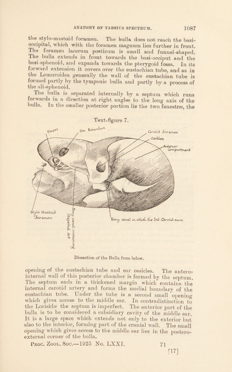 the stylo-mastoid foramen. The bulla does not reach the basi- occipital, which with the foramen magnum lies further in front. The foramen lacerum posticum is small and funnel-shaped. The bulla extends in front towards the basi-occiput and the basi-sphenoid, and expands towards the pterygoid fossa. In its forward extension it covers over the eustachian tube, and as in the Lemuroidea generally the wall of the eustachian tube is formed partly by the tympanic bulla and partly by a process of the ali-sphenoid. The bulla is separated internally by a septum which runs forwards in a direction at right angles to the long axis of the bulla. In the smaller posterior portion lie the two fenestrce, the Text-figure 7. 5 Dissection of the Bulla from below. opening of the eustachian tube and ear ossicles. The antero- internal wTall of this posterior chamber is formed by the septum. The septum ends in a thickened margin which contains- the internal carotid artery and forms the medial boundary of the eustachian tube. Under the tube is a second small openino- wdiich gives access to the middle ear. In contradistinction to the Lorisidse the septum is imperfect. The anterior part of the bulla is to be considered a subsidiary cavity of the middle ear. It is a large space w7hich extends not only to the exterior but also to the interior, forming part of the cranial wall. The small opening wdiich gives access to the middle ear lies in the postero- external corner of the bulla. Proc. Zool. Soc.—1925 No. LXXI. 71 [17]