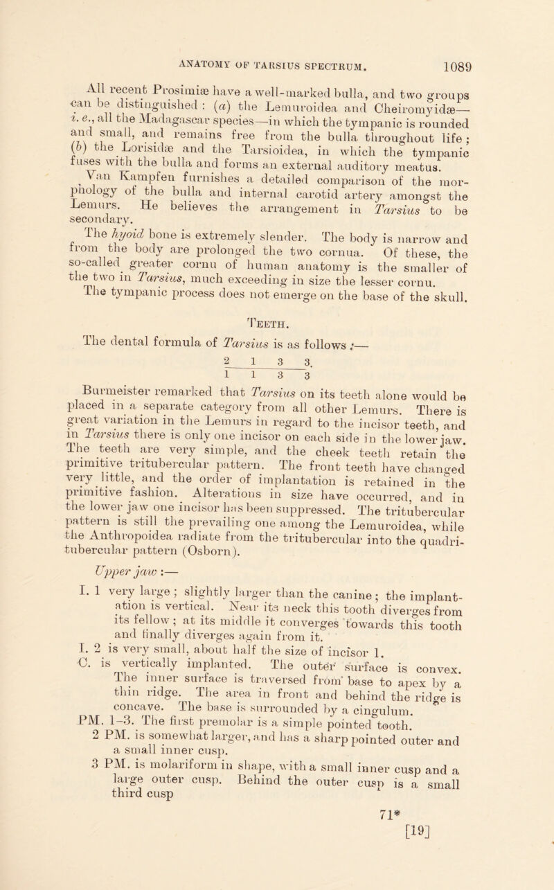 All recent Prosimi© have a well-marked bulla, and two groups •can be distinguished : (a) the Lemuroidea and Cheiromyidae— 2. e., all the Madagascar species—in which the tympanic is rounded and small, and remains free from the bulla throughout life ; y) the Lorisidae and the Tarsioidea, in which the tympanic fuses with the bulla and forms an external auditory meatus. , ^‘l11 Lamp fen furnishes a detailed comparison of the mor- pnology of the bulla and internal carotid artery amongst the Lemurs. He believes the arrangement in Tarsius to be secondary. Hie hyoid bone is extremely slender. The body is narrow and from the body are prolonged the two cornua. Of these, the so-called greater cornu of human anatomy is the smaller of the two in Tarsius, much exceeding in size the lesser cornu. The tympanic process does not emerge on the base of the skull. Teeth. lhe dental formula of Tarsius is as follows ;— 2 13 3. l I 3 3 Buimeistei lemarked that Tarsius on its teeth alone would bo placed m a separate category from all other Lemurs. There is great variation in the Lemurs in regard to the incisor teeth, and in Tarsius there is only one incisor on each side in the lower jaw. The teeth are very simple, and the cheek teeth retain the primitive tritubercular pattern. The front teeth have changed very little, and the order of implantation is retained in the piimitive fashion. Alterations in size have occurred, and in the lower jaw one incisor has been suppressed. The tritubercular pattern is still the prevailing one among the Lemuroidea, while the Anthropoidea radiate from the tritubercular into the quadri- tubercular pattern (Osborn). Upper jaw :— I. 1 very large ; slightly larger than the canine; the implant- ation is vertical. Hear its neck this tooth diverges from its fellow; at its middle it converges towards this tooth and finally diverges again from it. X. 2 is veiy small, about half the size of incisor 1. 0. is vertically implanted. The outer surface is convex. The inner surface is traversed from' base to apex by a thm ridge. ^ The area in front and behind the rido-e is concave. The base is surrounded by a cingulum. PM. 1-3.. The first premolar is a simple pointed tooth. 2 PM. is somewhat larger, and has a sharp pointed outer and a small inner cusp. 3 PM. is molariform in shape, with a small inner cusp and a large outer cusp. Behind the outer cusp is a small third cusp 71* [19]