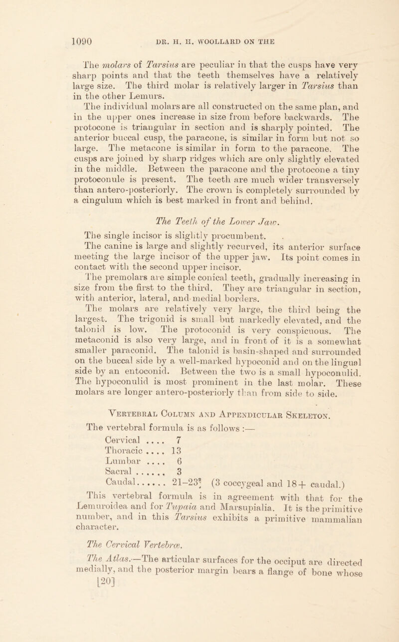 The molars of Tarsius are peculiar iti that the cusps have very sharp points and that the teeth themselves have a relatively large size. The third molar is relatively larger in Tarsius than in the other Lemurs. The individual molars are all constructed on the same plan, and in the upper ones increase in size from before backwards. The protocone is triangular in section and is sharply pointed. The anterior buccal cusp, the paracone, is similar in form but not so large. The metacone is similar in form to the paracone. The cusps are joined by sharp ridges which are only slightly elevated in the middle. Between the paracone and the protocone a tiny protoeonule is present. The teeth are much wider transversely than antero-posteriorly. The crown is completely surrounded by a cingulum which is best marked in front and behind. The Teeth of the Lower Jaw. The single incisor is slightly procumbent. The canine is large and slightly recurved, its anterior surface meeting the large incisor of the upper jaw. Its point comes in contact with the second upper incisor. 1 he premolars are simple conical teeth, gradually increasing in size from the first to the third. They are triangular in section, with anterior, lateral, and-medial borders. The molars are relatively very large, the third being the largest. The trigonid is small but markedly elevated, and the talon id is low. The protoconid is very conspicuous. The metaconid is also very large, and in front of it is a somewhat smaller paraconid. The talonid is basin-shaped and surrounded on the buccal side by a well-marked hypoconid and on the lingual side by an entoconid. Between the two is a small liypoconulid. The hypoconulid is most prominent in the last molar. These molars are longer antero-posteriorly than from side to side. Vertebral Column and Appendicular Skeleton. The vertebral formula is as follows :— Cervical .... 7 Thoracic .... 13 Lumbar .... 6 Sacral 3 Caudal 21-23; (3 coccygeal and 18+ caudal.) This vertebral formula is in agreement with that for the Lemui onlea and ioi Tupaia and IMarsupialia. It is the primitive numbei, and in this Tarsius exhibits a primitive mammalian character. The Cervical Vertebrae. The Atlas. —The articular surfaces for the occiput are directed medially, and the posterior margin bears a flange of bone whose [20]