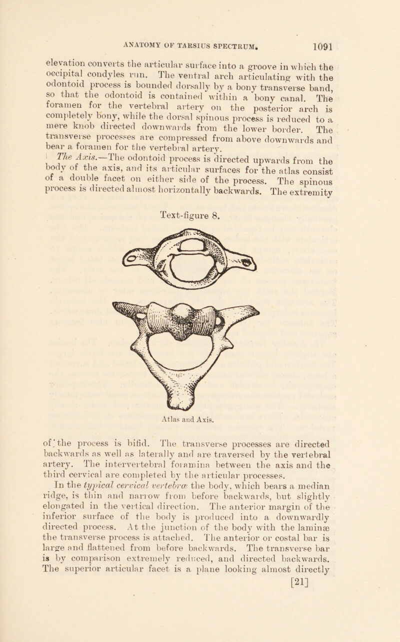 elevation converts the articular surface into a groove in which the occipital condyles run. The ventral arch articulating with the odontoid process is bounded dorsally by a bony transverse band, so that the odontoid is contained within a bony canal. The foramen for the vertebral artery on the posterior arch is completely bony, while the dorsal spinous process is reduced to a mere knob directed downwards from the lower border. The transverse processes are compressed from above downwards and bear a foramen for the vertebral artery. The Axis.—The odontoid process is directed upwards from the body of the axis, and its articular surfaces for the atlas consist of a double facet on either side of the process. The spinous process is directed almost horizontally backwards. The extremity Text-figure 8. Atlas and Axis. of'the process is bifid. The transverse processes are directed backwards as well as laterally and are traversed by the vertebral artery. The intervertebral foramina between the axis and the third cervical are completed by the articular processes. In the typical cervical vertebrae, the body, which bears a median ridge, is thin and narrow from before backwards, but slightly elongated in the vertical direction. The anterior margin of the inferior surface of the body is produced into a downwardly directed process. At the junction of the body with the laminae the transverse process is attached. The anterior or costal bar is large and flattened from before backwards. The transverse bar is by comparison extremely reduced, and directed backwards. The superior articular facet is a plane looking almost directly [21]