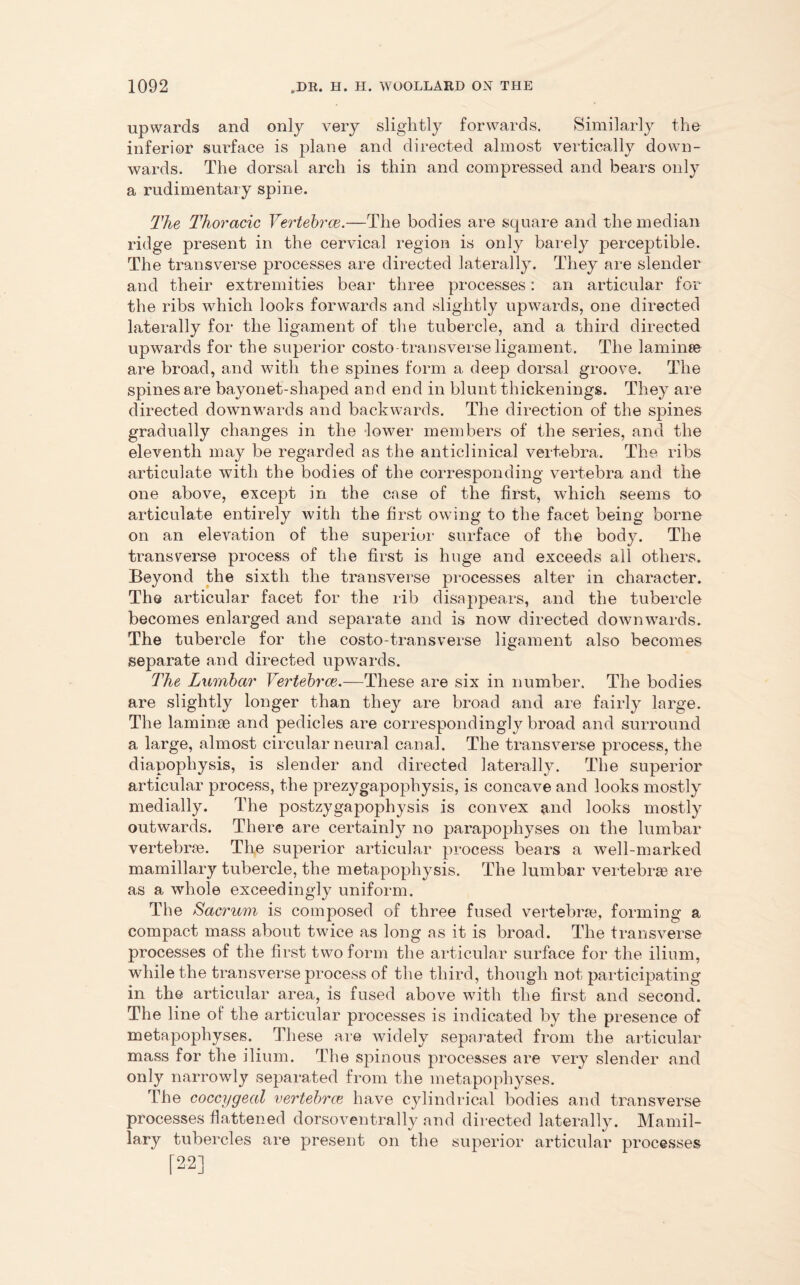 upwards and only very slightly forwards. Similarly the inferior surface is plane and directed almost vertically down- wards. The dorsal arch is thin and compressed and bears only a rudimentary spine. The Thoracic Vertebrae.—The bodies are square and the median ridge present in the cervical region is only barely perceptible. The transverse processes are directed laterally. They are slender and their extremities bear three processes: an articular for the ribs which looks forwards and slightly upwards, one directed laterally for the ligament of the tubercle, and a third directed upwards for the superior costo transverse ligament. The laminae are broad, and with the spines form a deep dorsal groove. The spines are bayonet-shaped aud end in blunt thickenings. They are directed downwards and backwards. The direction of the spines gradually changes in the lower members of the series, and the eleventh may be regarded as the anticlinical vertebra. The ribs articulate with the bodies of the corresponding vertebra and the one above, except in the case of the first, which seems to articulate entirely with the first owing to the facet being borne on an elevation of the superior surface of the body. The transverse process of the first is huge and exceeds all others. Beyond the sixth the transverse processes alter in character. The articular facet for the rib disappears, and the tubercle becomes enlarged and separate and is now directed downwards. The tubercle for the costo-transverse ligament also becomes separate and directed upwards. The Lumbar Vertebrae.—These are six in number. The bodies are slightly longer than they are broad and are fairly large. The laminae and pedicles are correspondingly broad and surround a large, almost circular neural canal. The transverse process, the diapophysis, is slender and directed laterally. The superior articular process, the prezygapophysis, is concave and looks mostly medially. The postzygapophysis is convex and looks mostly outwards. There are certainly no parapophyses on the lumbar vertebrae. The superior articular process bears a well-marked mamillary tubercle, the metapophysis. The lumbar vertebrae are as a whole exceedingly uniform. The Sacrum is composed of three fused vertebrae, forming a compact mass about twice as long as it is broad. The transverse processes of the first two form the articular surface for the ilium, while the transverse process of the third, though not participating in the articular area, is fused above with the first and second. The line of the articular processes is indicated by the presence of metapophyses. These are widely separated from the articular mass for the ilium. The spinous processes are very slender and only narrowly separated from the metapophyses. The coccygeal vertebrae have cylindrical bodies and transverse processes flattened dorsoventrally and directed laterally. Mamil- lary tubercles are present on the superior articular processes [22]