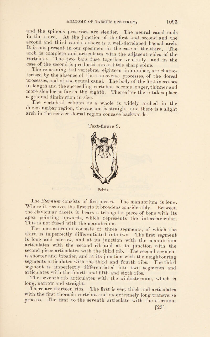and the spinous processes are slender. The neural canal ends in the third. At the junction of the first and second and the second and third caudals there is a well-developed haemal arch. It is not present in our specimen in the case of the third. The arch is complete and articulates with the adjacent sides of the vertebrae. The two bars fuse together ventrally, and in the case of the second is produced into a little sharp spine. Ihe remaining tail vertebrae, eighteen in number, are charac- terised by the absence of the transverse processes, of the dorsal processes, and of the neural canal. The body of the first increases in length and the succeeding vertebrae become longer, thinner and more slender as far as the eighth. Thereafter there takes place a gradual diminution in size. The vertebral column as a whole is widely arched in the dorso-lumbar region, the sacrum is straight, and there is a slight arch in the eervico-dorsal region concave backwards. Text-figure 9 Pelvis The Sternum consists of five pieces. The manubrium is long. Where it receives the first rib it broadens considerably. Between the clavicular facets it bears a triangular piece of bone with its apex pointing upwards, which represents the interclavicular. This is not fused with the manubrium. The. mesosternum consists of three segments, of which the third is imperfectly differentiated into two. The first segment is long and narrow, and at its junction with the manubrium articulates with the second rib and at its junction with the second piece articulates with the third rib. The second segment is shorter and broader, and at its junction with the neighbouring segments articulates with the third and fourth ribs. The third segment is imperfectly differentiated into two segments and articulates with the fourth and fifth and sixth ribs. Ihe seventh rib articulates with the xiphisternum, which is long, narrow and straight. There are thirteen ribs. The first is very thick and articulates with the first thoracic vertebra and its extremely long transverse process. The first to the seventh articulate with the sternum. [23]