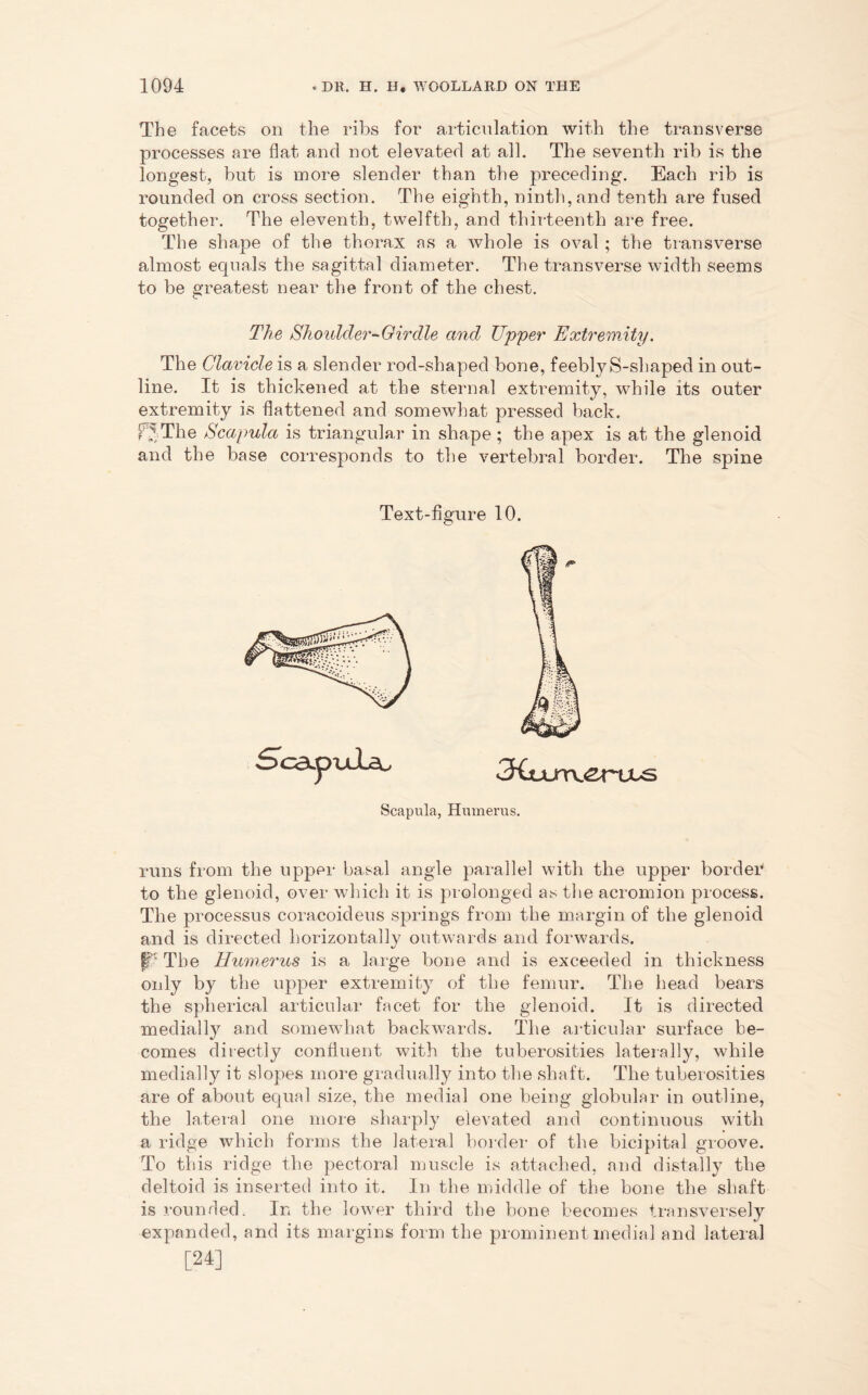 The facets on the ribs for articulation with the transverse processes are flat and not elevated at all. The seventh rib is the longest, but is more slender than the preceding. Each rib is rounded on cross section. The eighth, ninth, and tenth are fused together. The eleventh, twelfth, and thirteenth are free. The shape of the thorax as a whole is oval ; the transverse almost equals the sagittal diameter. The transverse width seems to be greatest near the front of the chest. The Shoulder- Girdle and Upper Extremity. The Clavicle is a slender rod-shaped bone, feebly S-shaped in out- line. It is thickened at the sternal extremity, while its outer extremity is flattened and somewhat pressed back. fbTiie Scapula is triangular in shape ; the apex is at the glenoid and the base corresponds to the vertebral border. The spine Text-figure 10. Scapula, Humerus. runs from the upper basal angle parallel with the upper border to the glenoid, over which it is prolonged as the acromion process. The processus coracoideus springs from the margin of the glenoid and is directed horizontally outwards and forwards, fb The Humerus is a large bone and is exceeded in thickness only by the upper extremity of the femur. The head bears the spherical articular facet for the glenoid. It is directed medially a,nd somewhat backwards. The articular surface be- comes directly confluent with the tuberosities laterally, while medially it slopes more gradually into the shaft. The tuberosities are of about equal size, the medial one being globular in outline, the lateral one more sharply elevated and continuous with a ridge which forms the lateral border of the bicipital groove. To this ridge the pectoral muscle is attached, and distally the deltoid is inserted into it. In the middle of the bone the shaft is rounded. In the lower third the bone becomes transversely expanded, and its margins form the prominent medial and lateral [24]
