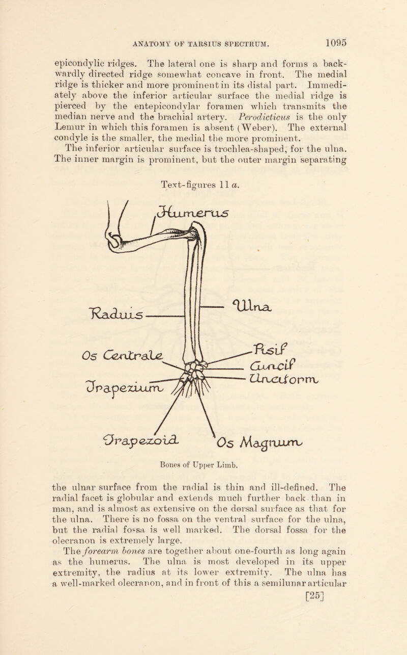 epicondylic ridges. The lateral one is sharp and forms a back- wardly directed ridge somewhat concave in front. The medial ridge is thicker and more prominent in its distal part. Immedi- ately above the inferior articular surface the medial ridge is pierced by the entepicondylar foramen which transmits the median nerve and the brachial artery. Perodicticus is the only Lemur in which this foramen is absent (Weber). The external condyle is the smaller, the medial the more prominent. The inferior articular surface is trochlea-shaped, for the ulna. The inner margin is prominent, but the outer margin separating Text-figures 11 a. the ulnar surface from the radial is thin and ill-defined. The radial facet is globular and extends much further back than in man, and is almost as extensive on the dorsal surface as that for the ulna. There is no fossa on the ventral surface for the ulna, but the radial fossa is well marked. The dorsal fossa for the olecranon is extremely large. The forearm bones are together about one-fourth as long again as the humerus. The ulna is most developed in its upper extremity, the radius at its lower extremity. The ulna has a well-marked olecranon, and in front of this a semilunar articular [25]