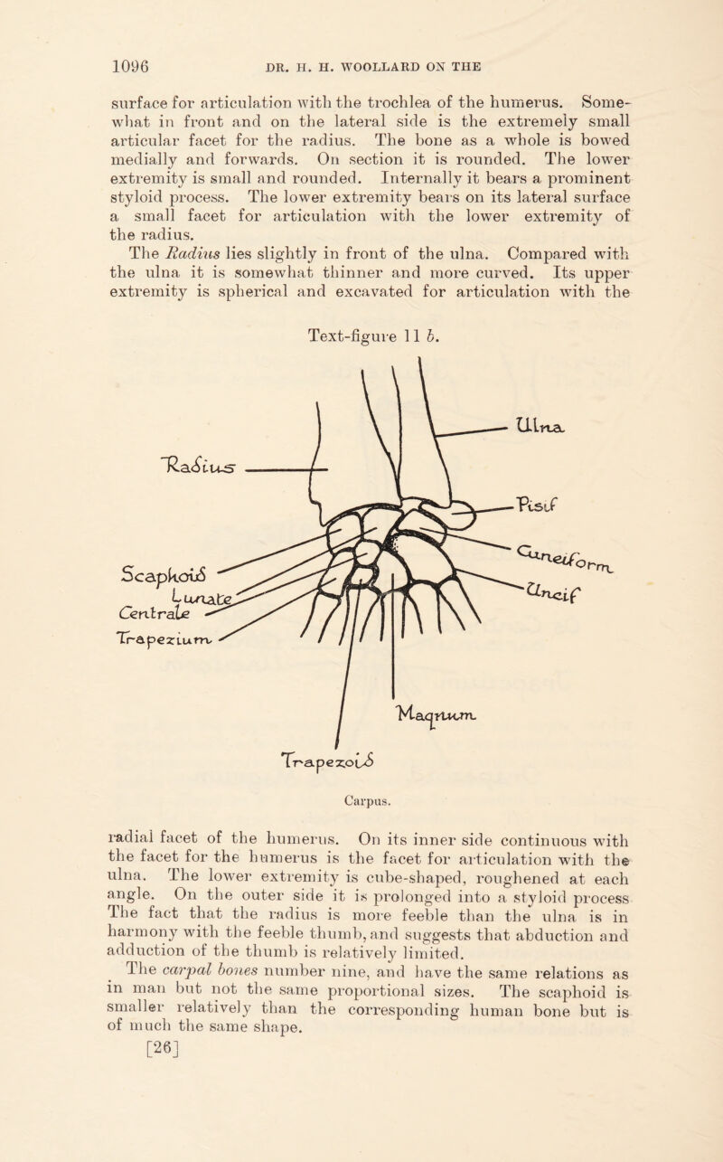 surface for articulation with the trochlea of the humerus. Some- what in front and on the lateral side is the extremely small articular facet for the radius. The bone as a whole is bowed medially and forwards. On section it is rounded. The lower extremity is small and rounded. Internally it bears a prominent styloid process. The lower extremity bears on its lateral surface a small facet for articulation with the lower extremity of the radius. The Radius lies slightly in front of the ulna. Compared with the ulna it is somewhat thinner and more curved. Its upper extremity is spherical and excavated for articulation with the Text-figure 115. ~R.a<£tu-sr ScapkoiiS Cent rale Trapezium, Maqrucm. LLlna. Visif 'ap ez.o Carpus. radial facet of the humerus. On its inner side continuous with the facet for the humerus is the facet for articulation with the ulna. The lower extremity is cube-shaped, roughened at each angle. On the outer side it is prolonged into a styloid process The fact that the radius is more feeble than the ulna is in harmony with the feeble thumb, and suggests that abduction and adduction of the thumb is relatively limited. The carpal bones number nine, and have the same relations as in man but not the same proportional sizes. The scaphoid is smaller relatively than the corresponding human bone but is of much the same shape. [26]