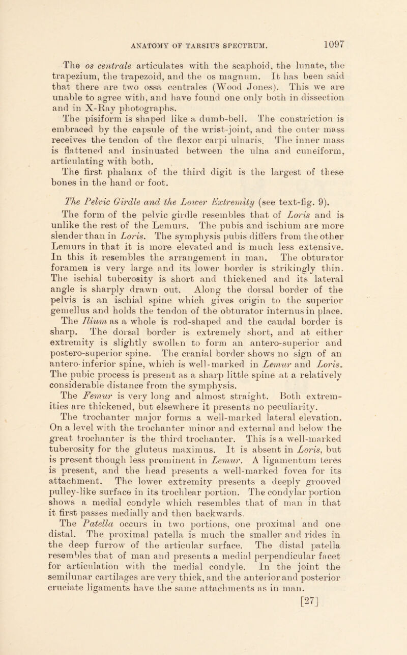 The os centrale articulates with the scaphoid, the lunate, the trapezium, the trapezoid, and the os magnum. It has been said that there are two ossa centrales (Wood Jones). This we are unable to agree with, and have found one only both in dissection and in X-Ray photographs. The pisiform is shaped like a dumb-bell. The constriction is embraced by the capsule of the wrist-joint, and the outer mass receives the tendon of the flexor carpi ulnaris. The inner mass is flattened and insinuated between the ulna and cuneiform, articulating with both. The first phalanx of the third digit is the largest of these bones in the hand or foot. The Pelvic Girdle and the Lower Extremity (see text-fig. 9). The form of the pelvic girdle resembles that of Loris and is unlike the rest of the Lemurs. The pubis and ischium are more slender than in Loris. The symphysis pubis differs from the other Lemurs in that it is more elevated and is much less extensive. In this it resembles the arrangement in man. The obturator foramen is very large and its lower border is strikingly thin. The ischial tuberosity is short and thickened and its lateral angle is sharply drawn out. Along the dorsal border of the pelvis is an ischial spine which gives origin to the superior gemellus and holds the tendon of the obturator interims in place. The Ilium as a whole is rod-shaped and the caudal border is sharp. The dorsal border is extremely short, and at either extremity is slightly swollen to form an antero-superior and postero-superior spine. The cranial border shows no sign of an antero-inferior spine, which is well-marked in Lemur and Loris. The pubic process is present as a sharp little spine at a relatively considerable distance from the symphysis. The Femur is very long and almost straight. Both extrem- ities are thickened, but elsewhere it presents no peculiarity. The trochanter major forms a well-marked lateral elevation. On a level with the trochanter minor and external and below the great trochanter is the third trochanter. This is a well-marked tuberosity for the gluteus maximus. It is absent in Loris, but is present though less prominent in Lemur. A ligamentum teres is present, and the head presents a well-marked fovea for its attachment. The lower extremity presents a deeply grooved pulley-like surface in its trochlear portion. The condylar portion shows a medial condyle which resembles that of man in that it first passes medially and then backwards. The Patella occurs in two portions, one proximal and one distal. The proximal patella is much the smaller and rides in the deep furrow of the articular surface. The distal patella resembles that of man and presents a medial perpendicular facet for articulation with the medial condyle. In the joint the semilunar cartilages are very thick, and the anterior and posterior cruciate ligaments have the same attachments as in man.