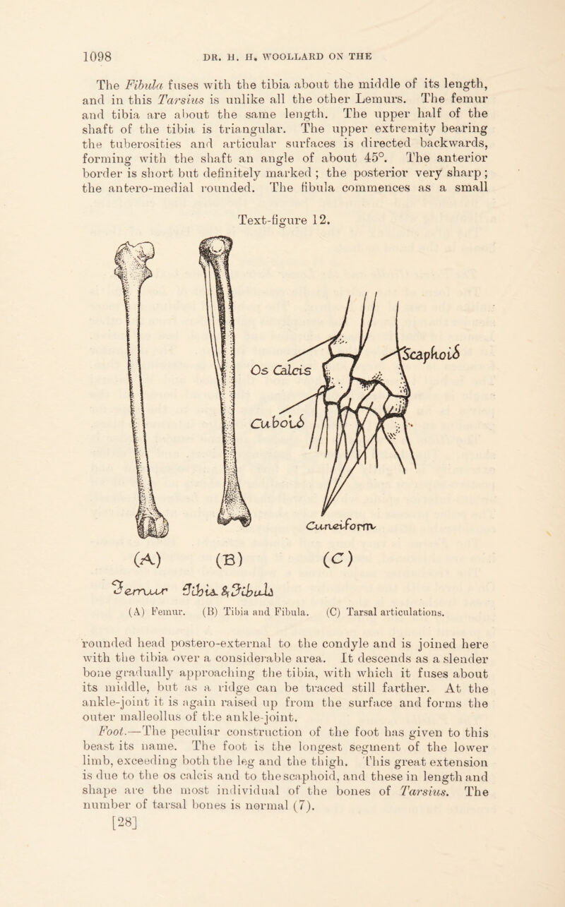 The Fibula fuses with the tibia about the middle of its length, and in this Tarsius is unlike all the other Lemurs. The femur and tibia are about the same length. The upper half of the shaft of the tibia is triangular. The upper extremity bearing the tuberosities and articular surfaces is directed backwards, forming with the shaft an angle of about 45°. The anterior border is short but definitely marked ; the posterior very sharp ; the antero-medial rounded. The fibula commences as a small Text-figure 12. (A) (B) (A) Femur. (B) Tibia and Fibula. (C) Tarsal articulations. rounded head postero-external to the condyle and is joined here with the tibia over a considerable area. It descends as a slender bone gradually approaching the tibia, with which it fuses about its middle, but as a ridge can be traced still farther. At the ankle-joint it is again raised up from the surface and forms the outer malleollus of the ankle-joint. Foot.—The peculiar construction of the foot has given to this beast its name. The foot is the longest segment of the lower limb, exceeding both the leg and the thigh. this great extension is due to the os calcis and to the scaphoid, and these in length and shape are the most individual of the bones of Tarsius. The number of tarsal bones is normal (7). [28]