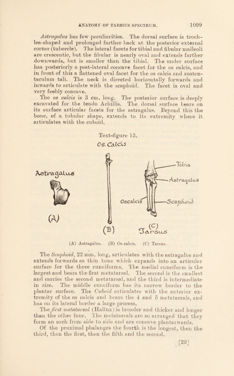 Astragalus has few peculiarities. The dorsal surface is troch- lea-shaped and prolonged farther back at the posterior external corner (tubercle). The lateral facets for tibial and fibular malleoli are crescentic, but the fibular is nearly oval and extends farther downwards, but is smaller than the tibial. The under surface has posteriorly a post-lateral concave facet for the os calcis, and in front of this a flattened oval facet for the os calcis and susten- taculum tali. The neck is directed horizontallv forwards and inwards to articulate with the scaphoid. The facet is oval and very feebly concave. The os calcis is 3 cm. long. The posterior surface is deeply excavated for the tenclo A chillis. The dorsal surface bears on its surface articular facets for the astragalus. Beyond this the bone, of a tubular shape, extends to its extremity where it articulates with the cuboid. A^b^agalu-s (a; Text-figure 13. Os. Catco' (A) Astragalus. (B) Os calcis. (C) Tarsus. The Scaphoid, 22 mm. long, articulates with the astragalus and extends forwards as thin bone which expands into an articular surface for the three cuneiforms. The medial cuneiform is the largest and bears the first metatarsal. The second is the smallest and carries the second metatarsal, arid the third is intermediate in size. The middle cuneiform has its narrow border to the plantar surface. The Cuboid articulates with the anterior ex- tremity of the os calcis and bears the 4 and 5 metatarsals, and has on its lateral border a large process. The first metatarsal (Hallux) is broader and thicker and longer than the other four. The metatarsals are so arranged that they form an arch from side to side and are concave plantarwards. Of the proximal phalanges the fourth is the longest, then the third, then the first, then the fifth and the second. [29]