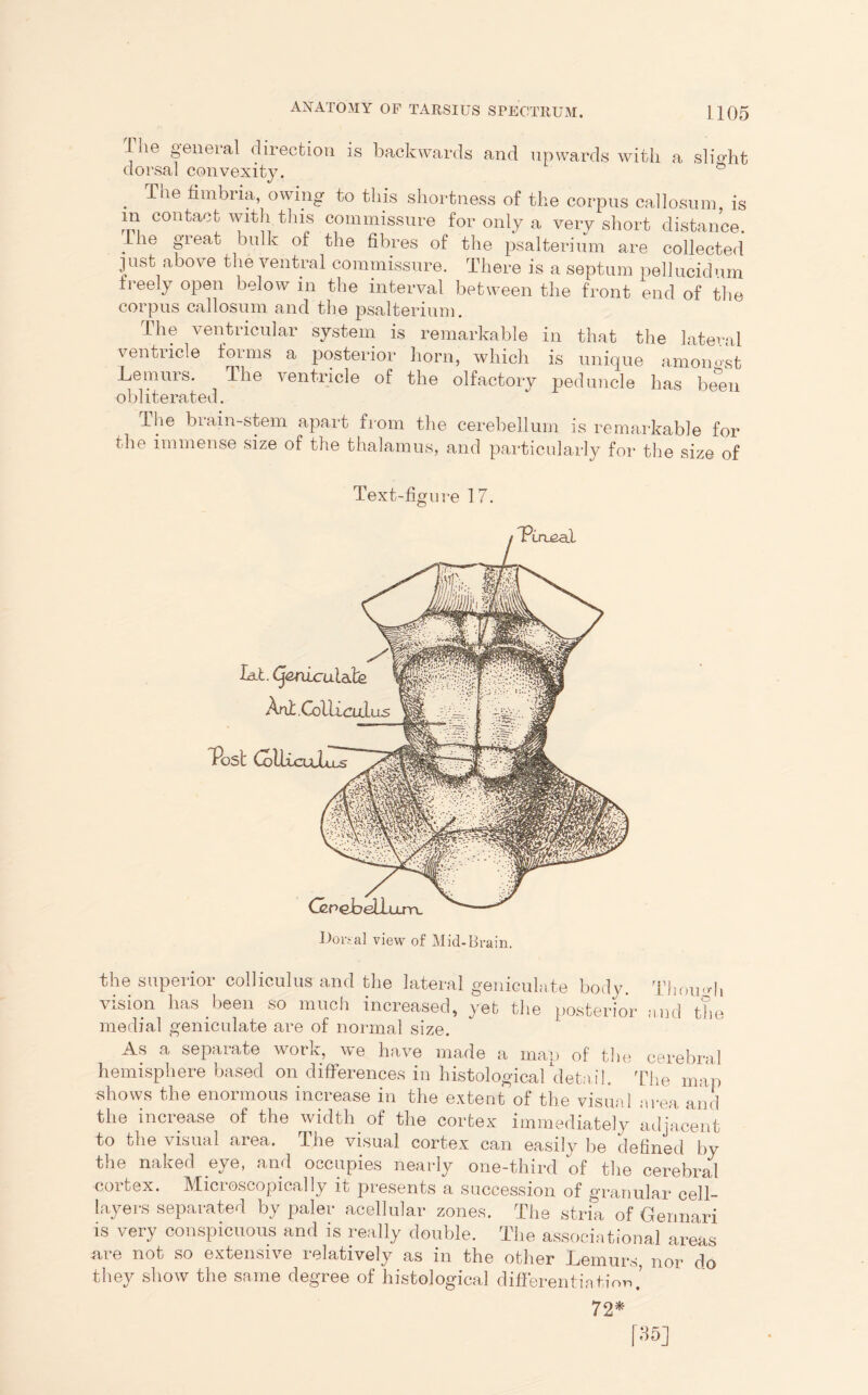 1 he general direction is backwards and upwards with a slight dorsal convexity. ° . Tae Umbria, owing to this shortness of the corpus callosum, is m contact with this commissure for only a very short distance. I he great bulk of the fibres of the psalterium are collected just above the ventral commissure. There is a septum pellucidum freely open below in the interval between the front end of the corpus callosum and the psalterium. I he ventricular system is remarkable in that the lateral ventricle forms a posterior horn, which is unique amongst Lemurs. The ventricle of the olfactory peduncle has be mi obliterated. The brain-stem apart from the cerebellum is remarkable for the immense size of the thalamus, and particularly for the size of Text-fig ure 17. Dori-al view of Mid-Brain. the superior colliculus and the lateral geniculate body. Though vision has been so much increased, yet the posterior and the medial geniculate are of normal size. As a separate work, we have made a map of the cerebral hemisphere based on differences in histological detail. The map shows the enormous increase in the extent of the visual area and the increase of the width, of the cortex immediately adjacent to the visual area. The visual cortex can easily be defined by the naked eye, and occupies nearly one-third of the cerebral cortex. Microscopically it presents a succession of granular cell- layers separated by paler acellular zones. The stria of Germari is very conspicuous and is really double. The associations! areas are not so extensive relatively as in the other Lemurs nor do they show the same degree of histological differentiation.’ 72* f35]