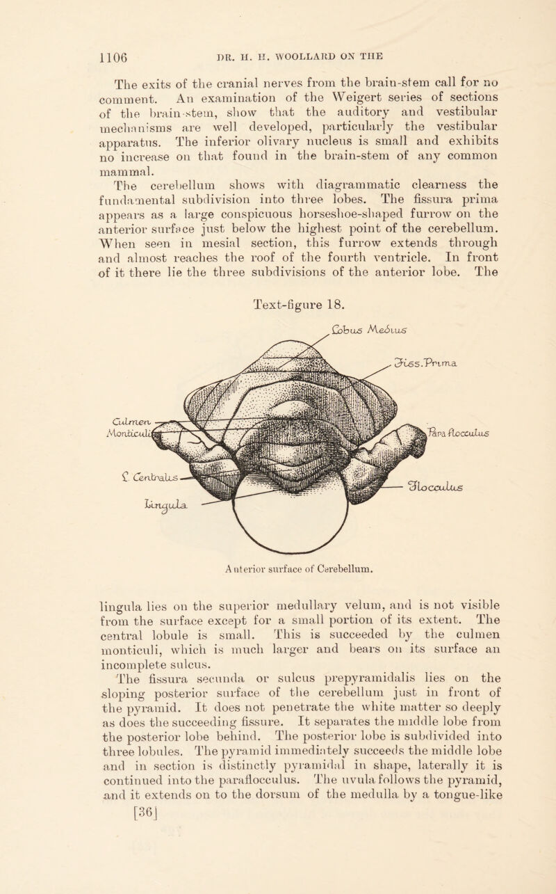 The exits of the cranial nerves from the brain-stem call for no comment. An examination of the Weigert series of sections of the brain-stem, show that the auditory and vestibular mechanisms are well developed, particularly the vestibular apparatus. The inferior olivary nucleus is small and exhibits no increase on that found in the brain-stem of any common mammal. The cerebellum shows with diagrammatic clearness the fundamental subdivision into three lobes. The fissura prima appears as a large conspicuous horseshoe-shaped furrow on the anterior surface just below the highest point of the cerebellum. When seen in mesial section, this furrow extends through and almost reaches the roof of the fourth ventricle. In front of it there lie the three subdivisions of the anterior lobe. The Text-figure 18. A nterior surface of Cerebellum. lingula lies on the superior medullary velum, and is not visible from the surface except for a small portion of its extent. The central lobule is small. This is succeeded by the culmen monticuli, which is much larger and bears on its surface an incomplete sulcus. The fissura secunda or sulcus prepyramidalis lies on the sloping posterior surface of the cerebellum just in front of the pyramid. It does not penetrate the white matter so deeply as does the succeeding fissure. It separates the middle lobe from the posterior lobe behind. The posterior lobe is subdivided into three lobules. The pyramid immediately succeeds the middle lobe and in section is distinctly pyramidal in shape, laterally it is continued into the paraflocculus. The uvula follows the pyramid, and it extends on to the dorsum of the medulla by a tongue-like [36j