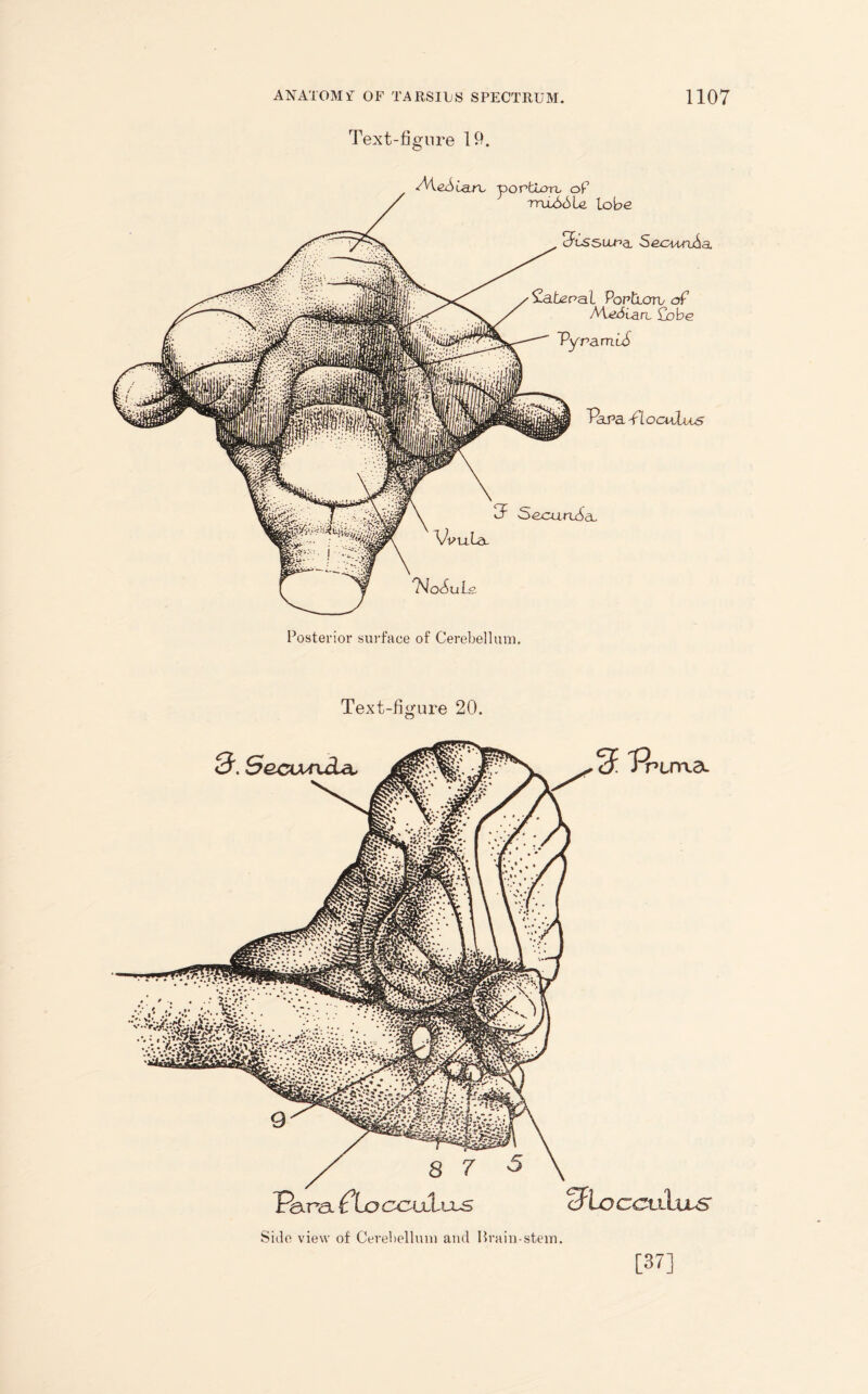 Text-figure 10. AAeSiarL portion, op rruu66la lobe S'bssixr’cL SeounAa. ZaUnal Porhoro of Mji6ia.rt fjjbe VyramiS Vapa. -floculus 3 SecunxSa Veula, 'NoSuLg. Posterior surface of Cerebellum. Text-figure 20. Side view of Cerebellum and Brain-stem. [37]