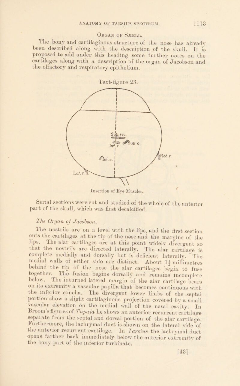 Organ of Smell. Tie bony and cartilaginous structure of the nose lias already been described along with the description of the skull. It is proposed to add under this heading some further notes on the cartilages along with a description of the organ of Jacobson and the olfactory and respiratory epithelium. Text-figure 2d. o r Insertion of Eye Muscles. Serial sections were cut and studied of the whole of the anterior part of the skull, which was first decalcified. The Organ oj Jacobson. The nostrils are on a level with the lips, and the first section cuts the cartilages at the tip of the nose and the margins of the lips. The alar cartilages are at this point widely divergent so that the nostrils are directed laterally. The alar cartilage is complete medially and dorsally but is deficient laterally. °Tlie medial walls of either side are distinct. About H millimetres behind the tip of the nose the alar cartilages begin to fuse together.^ The fusion begins dorsally and remains incomplete below. The interned lateral margin of the alar cartilage bears on its extremity a vascular papilla that becomes continuous with the inferior concha, ilie divergent lower limbs of the septal portion show a slight cartilaginous projection covered by a small vasculai elevation on the medial wall of the nasal cavity. In Broom’s figures of Tupaia he shows an anterior recurrent cartilage separate from the septal and dorsal portion of the alar cartilage. Furthermore, the lachrymal duct is shown on the lateral side of the anterior recurrent cartilage. In Tarsius the lachrymal duct opens farther back immediately below the anterior extremity of the bony part of the inferior turbinate. [43]