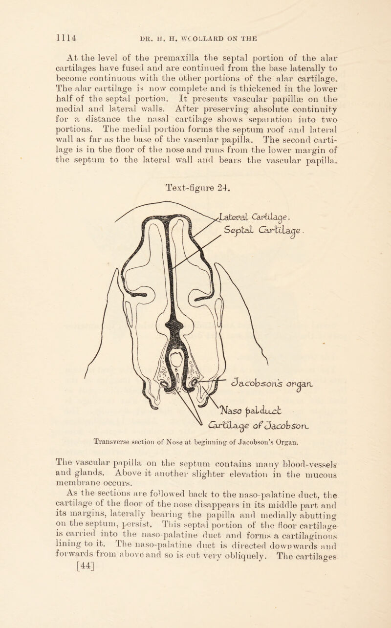 At the level of the premaxilla the septal portion of the alar cartilages have fused and are continued from the base laterally to become continuous with the other portions of the alar cartilage. The alar cartilage is now complete and is thickened in the lower half of the septal portion. It presents vascular papillae on the medial and lateral walls. After preserving absolute continuity for a distance the nasal cartilage shows separation into two portions. The medial portion forms the septum roof and lateral wall as far as the base of the vascular papilla. The second carti- lage is in the floor of the nose and runs from the lower margin of the septum to the lateral wall and bears the vascular papilla. Text-figure 24. Transverse section of Nose at beginning of Jacobson’s Organ. The vascular papilla on the septum contains many blood-vessels and glands. Above it another slighter elevation in the mucous membrane occurs. As the sections are followed back to the naso-palatine duct, the cartilage of the floor of the nose disappears in its middle part and its margins, laterally bearing the papilla and medially abutting on the septum, persist. This septal portion of the lioor cartilage is carried into the naso palatine duct and forms a cartilaginous lining to it. Lhe naso-palatine duct is directed downwards and forwards from above and so is cut very obliquely. The cartilages
