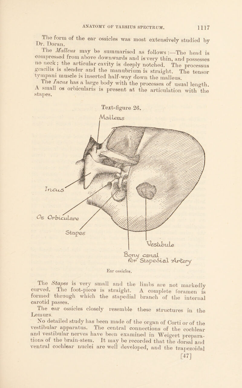 The form of the ear ossicles was most extensively studied by Dr. Doran. J The Malleus may be summarised as follows :—The head is compressed from above downwards and is very thin, and possesses no neck ; the articular cavity is deeply notched. The processus giacihs is slender and the manubrium is straight. The tensor tympani muscle is inserted half-way down the malleus. The Incus has a large body with the processes of usual length. A small os orbicularis is present at the articulation with' the Text-figure 26. Malleus VestUmle B oruj canal fcv Stapedial Artery Ear ossicles. Iru^cc5 The Stapes is very small and the limbs are not markedly curved. The foot-piece is straight. A complete loramen is formed through which the stapedial branch of the internal carotid passes. The ear ossicles closely resemble these structures in the Lemurs. No detailed study has been made of the organ of Corti or of the vestibular apparatus. The central connections of the cochlear and vestibular nerves have been examined in Weigert prepara- tions of the brain-stem. It may be recorded that the dorsal and ventral cochlear nuclei are well developed, and the trapezoidal [47]