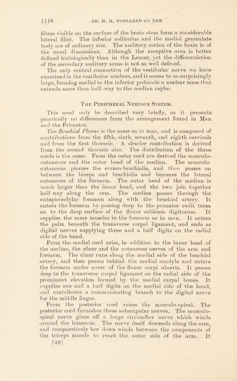 fibres visible on the surface of the brain-stem form a considerable lateral fillet. The inferior colliculus and the medial geniculate body are of ordinary size. The auditory cortex of the brain is of the usual dimensions. Although the receptive area is better defined histologically than in the Lemur, yet the differentiation of the secondary auditory areas is not so well defined. The only central connection of the vestibular nerve we have examined is the vestibular nucleus, and it seems to us surprisingly large, forming medial to the inferior peduncle a nuclear mass that extends more than half-way to the median raphe. Tiie Peripheral Nervous System. This need only be described very briefly, as it presents practically no differences from the arrangement found in Man and the Primates. The Brachial Plexus is the same as in man, and is composed of contributions from the fifth, sixth, seventh, and eighth cervicals and from the first thoracic. A slender contribution is derived from the second thoracic also. The distribution of the three cords is the same. From the outer cord are derived the musculo- cutaneous and the outer head of the median. The musculo- cutaneous pierces the coraco-brachial is, and then passes on between the biceps and brachialis and becomes the lateral cutaneous of the forearm. The outer head of the median is much larger than the inner head, and the two join together half-way along the arm. The median passes through the entepicondylar foramen along with the brachial artery. It enters the forearm by passing deep to the pronator radii teres on to the deep surface of the flexor sublimis digitorum. It supplies the same muscles in the forearm as in man. It enters the palm beneath the transverse carpal ligament, and ends as digital nerves supplying three and a half digits on the radial side of the hand. From the medial cord arise, in addition to the inner head of the median, the ulnar and the cutaneous nerves of the arm and forearm. The ulnar runs along the medial side of the brachial artery, and then passes behind the medial condyle and enters the forearm under cover of the flexor carpi ulnaris. It passes deep to the transverse carpal ligament on the radial side of the prominent elevation formed by the medial carpal bones. It supplies one and a half digits on the medial side of the hand, and contributes a communicating branch to the digital nerve for the middle finger. From the posterior cord arises the musculo-spiral. The posterior cord furnishes three subscapular nerves. The musculo- spiral nerve gives off a large circumflex nerve which winds around the humerus. The nerve itself descends along the arm, and comparatively low down winds between the components of the triceps muscle to reach the outer side of the arm. It [48]
