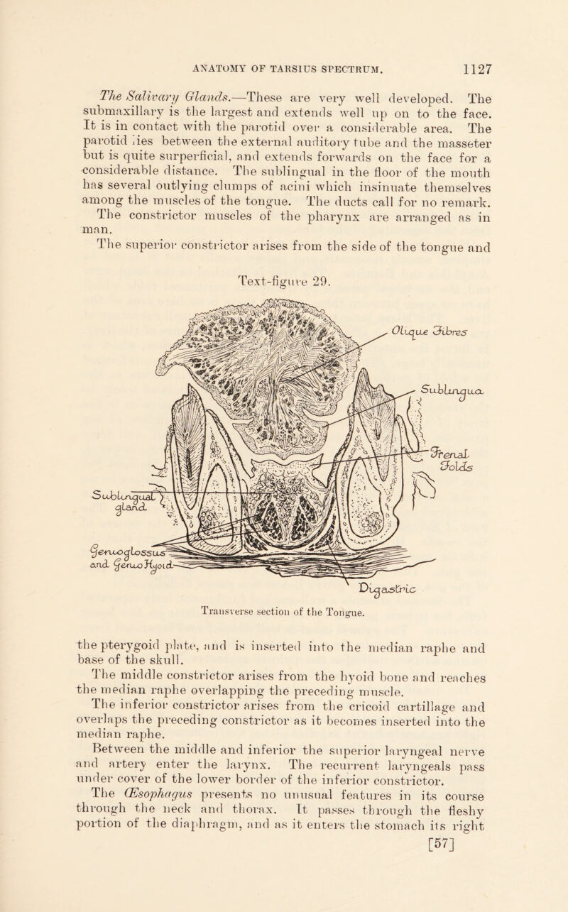 The Salivary Glands.—These are very well developed. The submaxillary is the largest and extends well up on to the face. It is in contact with the parotid over a considerable area. The parotid jies between the external auditory tube and the masseter but is quite superficial, and extends forwards on the face for a considerable distance. The sublingual in the floor of the mouth has several outlying clumps of acini which insinuate themselves among the muscles of the tongue. The ducts call for no remark. The constrictor muscles of the pharynx are arranged as in man. The superior constrictor arises from the side of the tongue and Text-figure 29. Ohque fibres Su-bltrujiLcx. TrenaL cholcLs > ub lenq uaiTY. 1 <cjLan.aL yA (jeru&cjioss and ^eruojiyoidr Transverse section of the Tongue. the pterygoid plate, and is inserted into the median raphe and base of the skull. Ihe middle constitutor arises from the hyoid bone and reaches the median raphe overlapping the preceding muscle. The inferior constrictor arises from the cricoid cartillage and overlaps the preceding constrictor as it becomes inserted into the median raphe. Between the middle and inferior the superior laryngeal nerve and artery enter the larynx. The recurrent laryngeals pass under cover of the lower border of the inferior constrictor. The (Esophagus presents no unusual features in its course through the neck and thorax. It passes through the fleshy portion of the diaphragm, and a,s it enters the stomach its right [57]