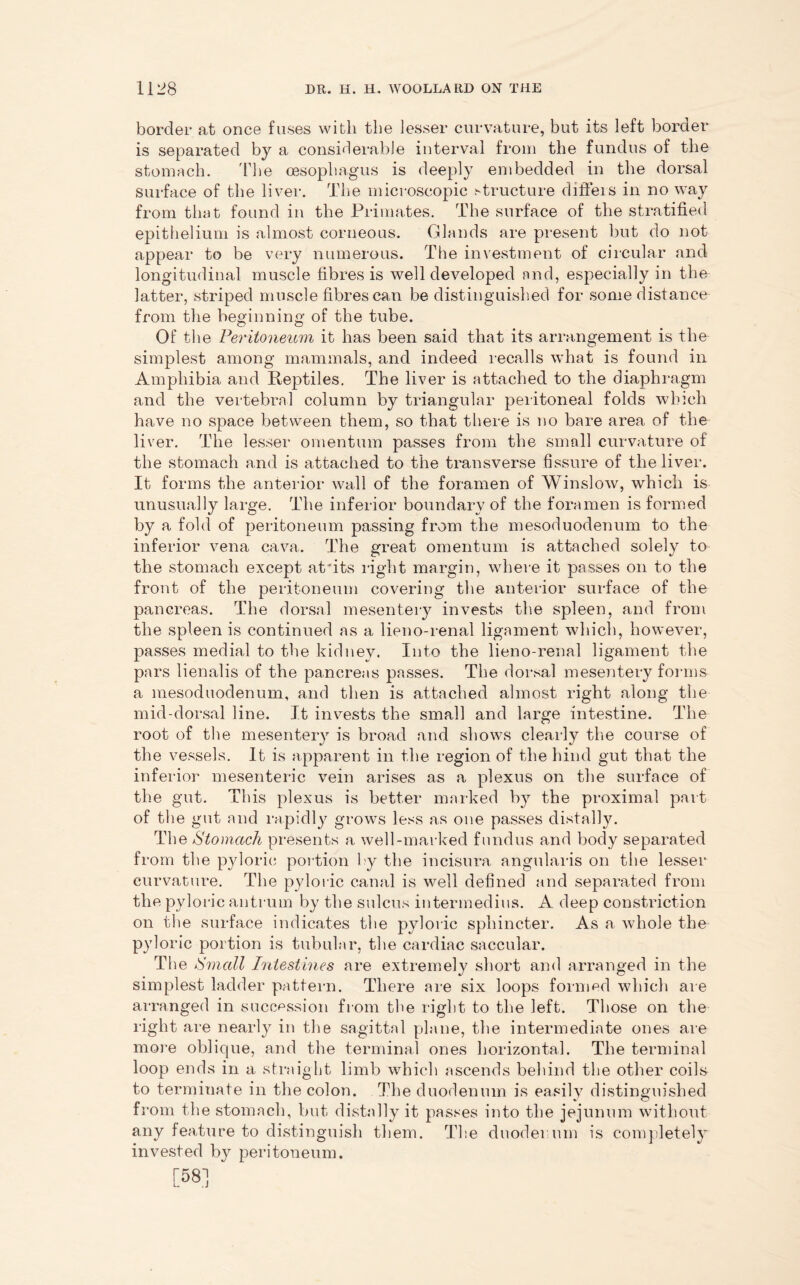 border at once fuses with the lesser curvature, but its left border is separated by a considerable interval from the fundus of the stomach. The oesophagus is deeply embedded in the dorsal surface of the liver. The microscopic .structure differs in no way from that found in the Primates. The surface of the stratified epithelium is almost corneous. Glands are present but do not appear to be very numerous. The investment of circular and longitudinal muscle fibres is well developed and, especially in the latter, striped muscle fibres can be distinguished for some distance from the beginning of the tube. Of the Peritoneum it has been said that its arrangement is the simplest among mammals, and indeed recalls what is found in Amphibia and Reptiles. The liver is attached to the diaphragm and the vertebral column by triangular peritoneal folds which have no space between them, so that there is no bare area of the liver. The lesser omentum passes from the small curvature of the stomach and is attached to the transverse fissure of the liver. It forms the anterior wall of the foramen of Winslow, which is unusually large. The inferior boundary of the foramen is formed by a fold of peritoneum passing from the mesoduodenum to the inferior vena cava. The great omentum is attached solely to the stomach except atfits right margin, where it passes on to the front of the peritoneum covering the anterior surface of the pancreas. The dorsal mesentery invests the spleen, and from the spleen is continued as a lieno-renal ligament which, however, passes medial to the kidney. Into the lieno-renal ligament the pars lienalis of the pancreas passes. The dorsal mesentery forms a mesoduodenum, and then is attached almost right along the mid-dorsal line. It invests the small and large intestine. The root of the mesentery is broad and shows clearly the course of the vessels. It is apparent in the region of the hind gut that the inferior mesenteric vein arises as a plexus on the surface of the gut. This plexus is better marked by the proximal part of the gut and rapidly grows less as one passes distally. The Stomach presents a well-marked fundus and body separated from the pyloric portion by the incisura angularis on the lesser curvature. The pyloric canal is well defined and separated from the pyloric antrum by the sulcus intermedins. A deep constriction on the surface indicates the pyloric sphincter. As a whole the pyloric portion is tubular, the cardiac saccular. The Small Pntestines are extremely short and arranged in the simplest ladder pattern. There are six loops formed which are arranged in succession from the right to the left. Those on the right are nearly in the sagittal plane, the intermediate ones are more oblique, and the terminal ones horizontal. The terminal loop ends in a straight limb which ascends behind the other coils to terminate in the colon. The duodenum is easily distinguished from the stomach, but distally it passes into the jejunum without any feature to distinguish them. The duodenum is completely invested by peritoneum. [58]