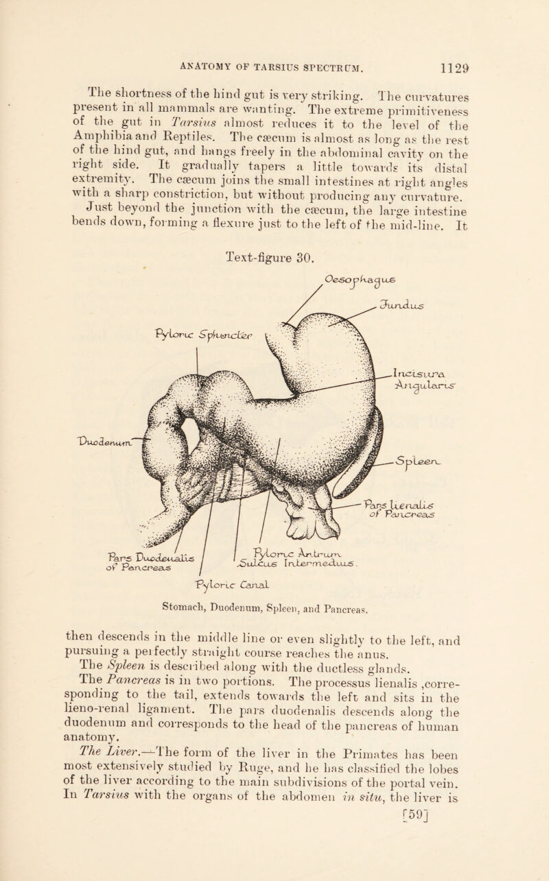 The shortness of the hind gut is very striking. The curvatures present in all mammals are wanting. The extreme primitiveness of the gut in Tarskis almost reduces it to the level of the Amphibia and Reptiles. The caecum is almost as long as the rest of the hind gut, and hangs freely in the abdominal cavity on the right side. It gradually tapers a little towards its distal extremity. The caecum joins the small intestines at right angles with a sharp constriction, but without producing any curvature. Just beyond the junction with the caecum, the large intestine bends down, forming a flexure just to the left of the mid-line. It Text-figure 30. Stomach, Duodenum, Spleen, and Pancreas. then descends in the middle line or even slightly to the left, and pursuing a perfectly straight course reaches the anus. The Spleen is described along with the ductless glands. The Pancreas is in two portions. The processus lienalis ,corre- sponding to the tail, extends towards the left and sits in the lieno-renal ligament. The pars duodenalis descends along the duodenum and corresponds to the head of the pancreas of human anatomy. The Liver, the form of the liver in the Primates has been most extensively studied by Huge, and he has classified the lobes of the liver according to the main subdivisions of the portal vein. In larskis with the organs of the abdomen in situ, the liver is [59]