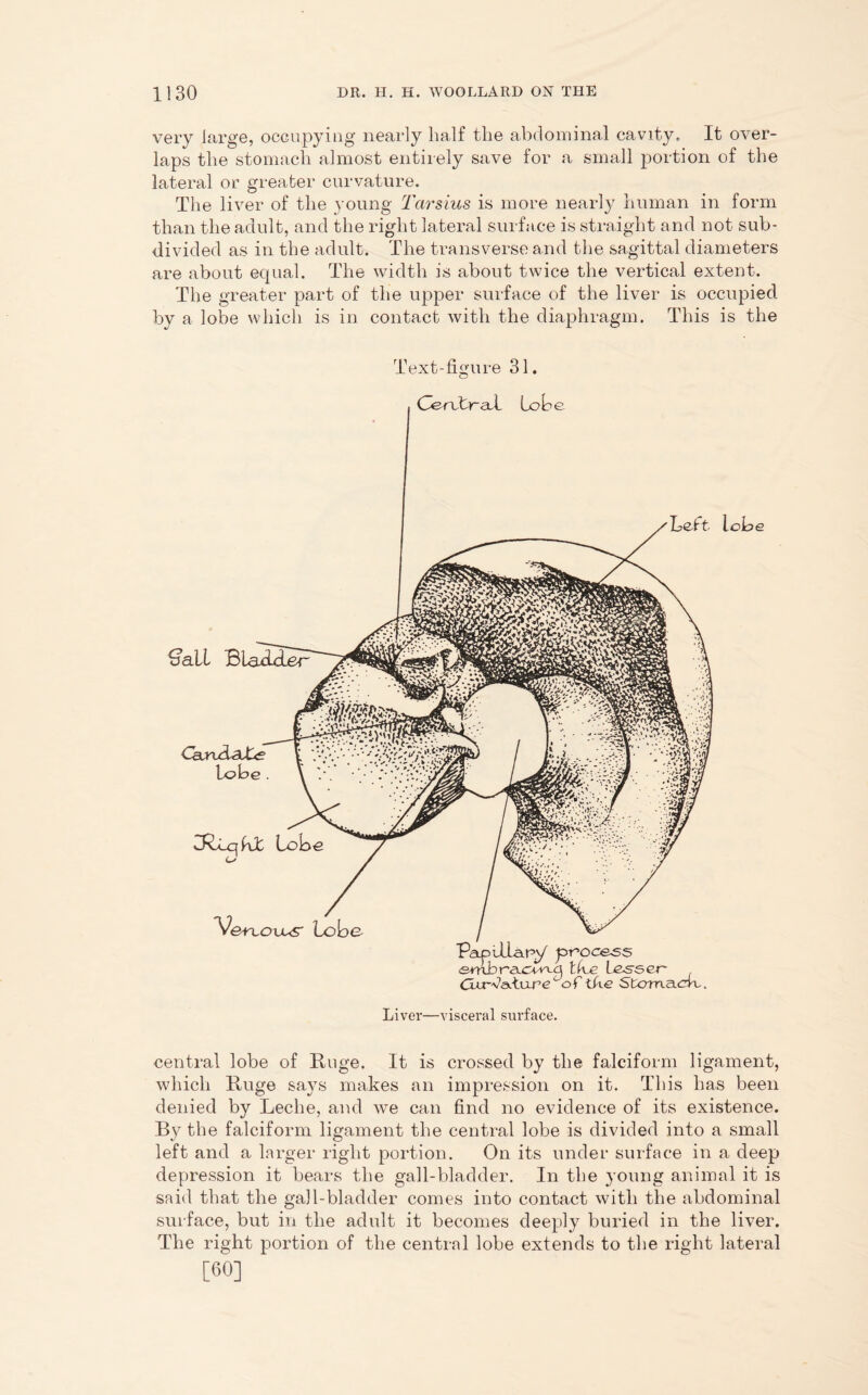 very large, occupying nearly half the abdominal cavity. It over- laps the stomach almost entirely save for a small portion of the lateral or greater curvature. The liver of the young Tarsius is more nearly human in form than the adult, and the right lateral surface is straight and not sub- divided as in the adult. The transverse and the sagittal diameters are about equal. The width is about twice the vertical extent. The greater part of the upper surface of the liver is occupied by a lobe which is in contact with the diaphragm. This is the Text-figure 31. CbnXraT Lo b e £?all BlavLcter CaaxAsXe lobe . LfLiqhX Lobe Lett lobe Vovlovus Lobe Papillary process smbra.cw>-a the Lesser Cur-t'a.tu-re^ofi ike SiomaerL. Liver—visceral surface. central lobe of Ruge. It is crossed by the falciform ligament, which Ruge says makes an impression on it. This has been denied by Leche, and we can find no evidence of its existence. By the falciform ligament the central lobe is divided into a small left and a larger right portion. On its under surface in a deep depression it bears the gall-bladder. In the young animal it is said that the gall-bladder comes into contact with the abdominal surface, but in the adult it becomes deeply buried in the liver. The right portion of the central lobe extends to the right lateral [60]