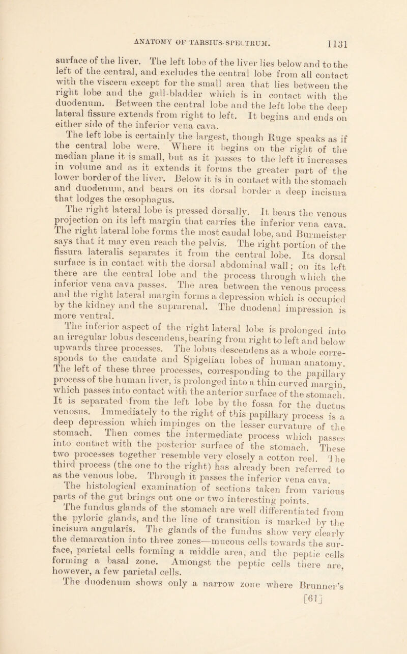 surface of the liver. The left lobe of the liver lies below and to the left of the central, and excludes the central lobe from all contact with the viscera except for the small area that lies between the light lobe and the gall-bladder which is in contact with the duodenum. Between the central lobe and the left lobe the deep lateral fissure extends from right to left. It begins and ends on either side of the inferior vena cava. The left lobe is certainly the largest, though Huge speaks as if the central lobe were. Where it begins on the right of the median plane it is small, but as it passes to the left it increases in \olume and as it extends it forms the greater part of the lower border of the liver. Below it is in contact with the stomach and duodenum, and bears on its dorsal border a deen incisura that lodges the oesophagus. The right lateral lobe is pressed dorsally. It bears the venous projection on its left margin that carries the inferior vena cava. The right lateral lobe forms the most caudal lobe, and Burmeister says that it may even reach the pelvis. The right portion of the fissura lateralis separates it from the central lobe. Its dorsal sin face is in contact with the dorsal abdominal wall * on its left there are the central lobe and the process through which the inferior vena cava passes. . The area between the venous process and the right lateral margin forms a depression which is occupied by the kidney and the suprarenal. The duodenal impression is more ventral. I he inferior aspect of the right lateral lobe is prolonged into an irregular lobus descendens, bearing from right to left and below upwaids three processes, j he lobus descendens as a whole corre- sponds to the caudate and Spigelian lobes of human anatomy. I he left of these three processes, corresponding to the papillary process of the human liver, is prolonged into a thin curved margin which passes into contact with the anterior surface of the stomach. It is separated from the left lobe by the fossa for the ductus venosus. Immediately to the right of this papillary process is a deep depression which impinges on the lesser curvature of the stomach. I lien comes the intermediate process which passes into contact with the posterior surface of the stomach. These two processes together resemble very closely a cotton reel 'J he third process (the one to the right) has already been referred to as the venous lobe. Through it passes the inferior vena cava The histological examination of sections taken from various parts of the gut brings out one or two interesting points The fundus glands of the stomach are well differentiated from the pyloric glands, and the line of transition is marked by the incisura angularis. The glands of the fundus show very clearly the demarcation into three zones—mucous cells towards the sur- face, parietal cells forming a middle area, and the peptic cells forming a basal zone. Amongst the peptic cells there are however, a few parietal cells. The duodenum shows only a narrow zone where Brunner’s