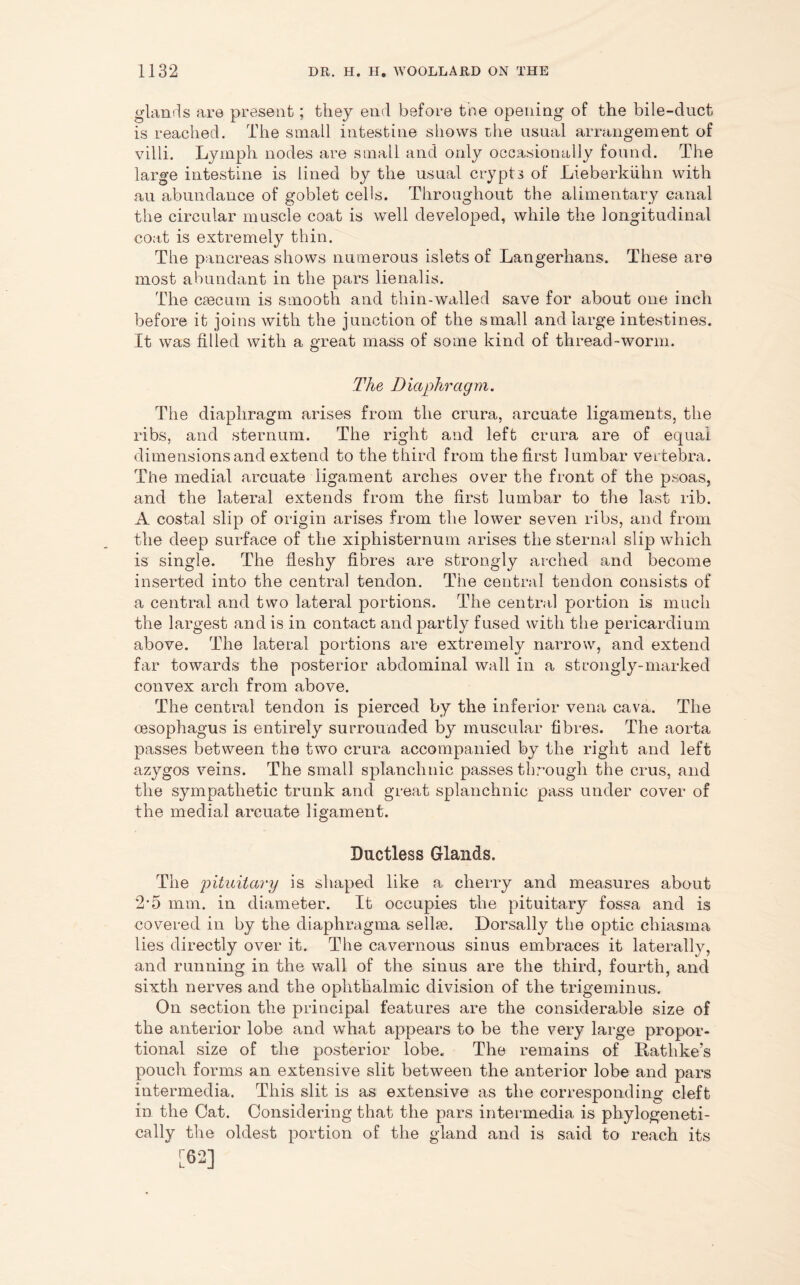 glands are present; they end before tne opening of the bile-duct is reached. The small intestine shows the usual arrangement of villi. Lymph nodes are small and only occasionally found. The large intestine is lined by the usual crypts of Lieberkiihn with au abundance of goblet cells. Throughout the alimentary canal the circular muscle coat is well developed, while the longitudinal coat is extremely thin. The pancreas shows numerous islets of Langerhans. These are most abundant in the pars lienalis. The caecum is smooth and thin-walled save for about one inch before it joins with the junction of the small and large intestines. It was filled with a great mass of some kind of thread-worm. The D iaphragm. The diaphragm arises from the crura, arcuate ligaments, the ribs, and sternum. The right and left crura are of equal dimensions and extend to the third from the first lumbar vertebra. The medial arcuate ligament arches over the front of the psoas, and the lateral extends from the first lumbar to the last rib. A costal slip of origin arises from the lower seven ribs, and from the deep surface of the xipliisternum arises the sternal slip which is single. The fleshy fibres are strongly arched and become inserted into the central tendon. The central tendon consists of a central and two lateral portions. The central portion is much the largest and is in contact and partly fused with the pericardium above. The lateral portions are extremely narrow, and extend far towards the posterior abdominal wall in a strongly-marked convex arch from above. The central tendon is pierced by the inferior vena cava. The oesophagus is entirely surrounded by muscular fibres. The aorta passes between the two crura accompanied by the right and left azygos veins. The small splanchnic passes through the crus, and the sympathetic trunk and great splanchnic pass under cover of the medial arcuate ligament. Ductless Glands. The pituitary is shaped like a cherry and measures about 2-5 mm. in diameter. It occupies the pituitary fossa and is covered in by the diaphragma sellse. Dorsally the optic ehiasma lies directly over it. The cavernous sinus embraces it laterally, and running in the wall of the sinus are the third, fourth, and sixth nerves and the ophthalmic division of the trigeminus. On section the principal features are the considerable size of the anterior lobe and what appears to be the very large propor- tional size of the posterior lobe. The remains of Rathke’s pouch forms an extensive slit between the anterior lobe and pars intermedia. This slit is as extensive as the corresponding cleft in the Cat. Considering that the pars intermedia is pliylogeneti- cally the oldest portion of the gland and is said to reach its [62]