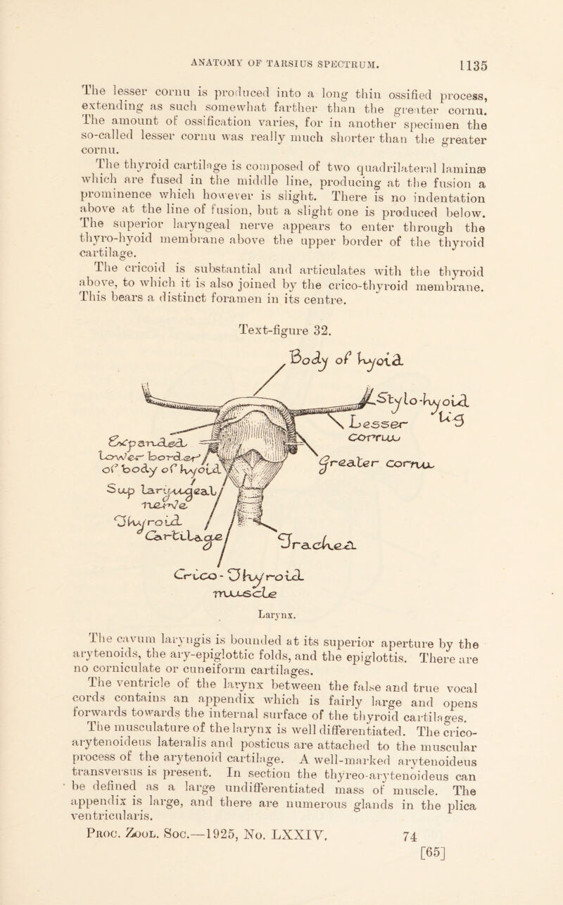 Hie lesser cornu is produced into a long thin ossified process, extending as such somewhat farther than the greater cornu. The amount of ossification varies, for in another specimen the so-called lesser cornu was really much shorter than the greater cornu. Lhe thyroid cartilage is composed of two quadrilateral laminae which are fused in the middle line, producing at the fusion a prominence which however is slight. There is no indentation above at the line of fusion, but a slight one is produced below. The superior laryngeal nerve appears to enter through the thyro-hyoid membrane above the upper border of the thyroid cartilage. The ciicoul is substantial and articulates with the thyroid above, to which it is also joined by the crico-thyroid membrane. This bears a distinct foramen in its centre. Text-figure 32. l3o<iy of Vujq\.&t 3-SgL LoWer' tooT'cLsr'’ of body of Ha/ouT bmp Uxr'ijAA^iZaXi j m CJ iw ro ixt j J% Csx T-fcxLa. cts / 7 t y l O -ky O ui leaser CCrrruxj £jr-<zaXer Corruju ^raLclxe^L Crtco - O fxAy r-o xcL rruu-soLe Larynx. liie ca\ um lai\ ngis is bounded at its superior aperture by the arytenoids, the ary-epiglottic folds, and the epiglottis. There are no corniculate or cuneiform cartilages. The ventiicm of the larynx between the false and true vocal cords contains an appendix which is fairly large and opens forwards towards the internal surface of the thyroid cartilao-es. The musculature of the larynx is well differentiated. The crico- aiytenoideus lateialis and posticus are attached to the muscular process of the arytenoid cartilage. A. well-marked arytenoideus tiansveiSOS is present. In section the thyreo-arytenoideus can be defined as a large undifferentiated mass of muscle. The appendix is large, and there are numerous glands in the plica ventricularis. Prog. Z«ool. Soc.—1925, No. LXXIV. 74