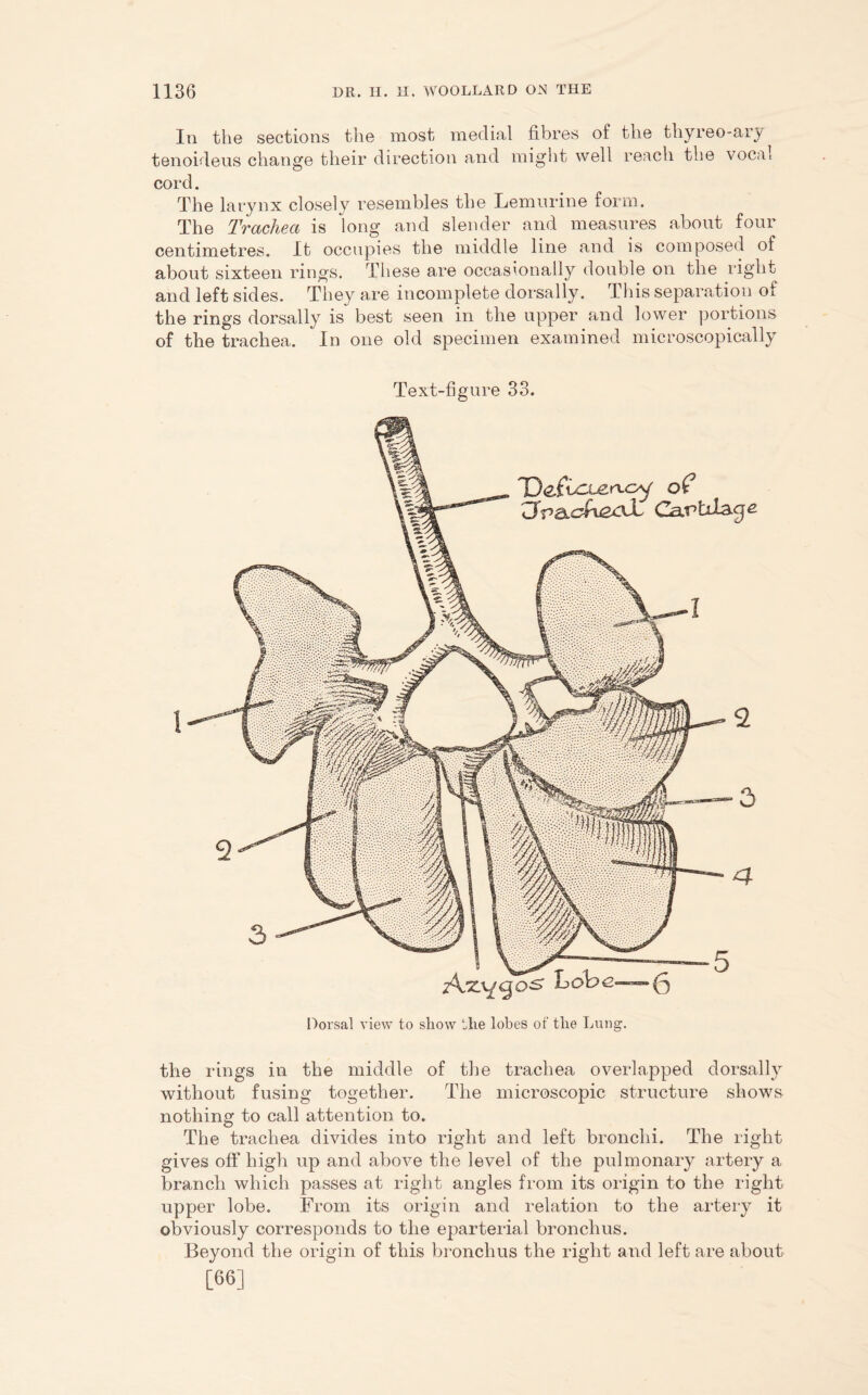 In the sections the most medial fibres of the thyreo-aiy tenoideus change their direction and might well reach the vocal cord. The larynx closely resembles the Lemurine form. The Trachea is long and slender and measures about four centimetres. It occupies the middle line and is composed of about sixteen rings. These are occasionally double on the right and left sides. They are incomplete dorsally. This separation of the rings dorsally is best seen in the upper and lower portions of the trachea. In one old specimen examined microscopically Text-figure 33. 1 Dorsal view to show the lobes of the Lung. the rings in the middle of the trachea overlapped dorsally without fusing together. The microscopic structure shows nothing to call attention to. The trachea divides into right and left bronchi. The right gives off high up and above the level of the pulmonary artery a branch which passes at right angles from its origin to the right upper lobe. From its origin and relation to the artery it obviously corresponds to the eparterial bronchus. Beyond the origin of this bronchus the right and left are about [66]