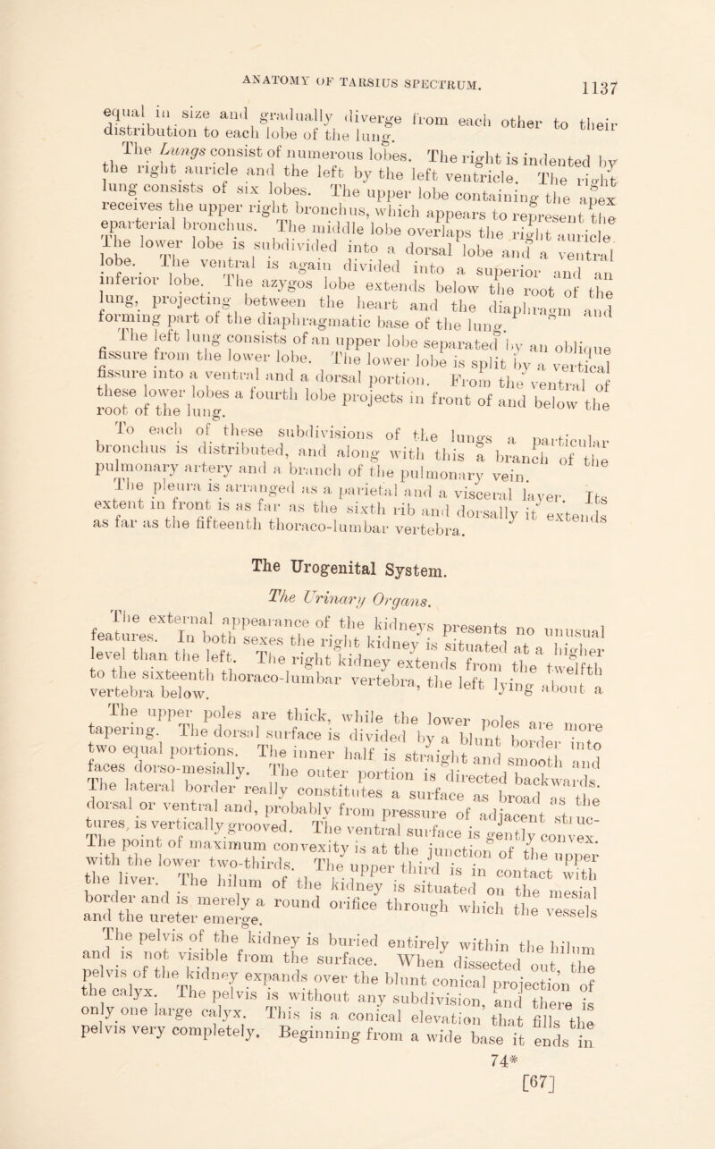 equal ill size ami gradually diverge from each other to their distribution to each lobe of the lung. The Lungs consist of numerous lobes. The right is indented hv the right auricle and the left by the left ventricle. The ,tlit ung consists of six lobes. The upper lobe containing the apex receives the upper right bronchus, which appears to represent the epartenal bronchus. The middle lobe overlaps the right a ride The lower lobe is subdivided into a dorsal lobe and a ventral lobe.. The ventral is again divided into a superior and an ill enoi lobe The azygos lobe extends below the root of the lung, projecting between the heart and the diaphragm and forming part of the diaphragmatic base of the lung. I lie left lung consists of an upper lobe separated by an oblique fissure from the lower lobe. The lower lobe is split by a verS fissure into a ventral and a dorsal portion. From the ventral of t™ ,:s’ * »• <»»!•«■ - s si*1,:.' To each of these subdivisions of the lungs a particular bronchus is distributed, and along with this a. branch of the pulmonary artery and a branch of the pulmonary vein. I lie p.eura is arranged as a parietal and a visceral layer Its extent in front is as far as the sixth rib anil dorsally it extends as fai as the fifteenth thoraco-lumbar vertebra. The Urogenital System. The Urinary Organs. The external appearance of the kirlnevs „ features. In both sexes the right kidney is situated l11ui*ual level than the left. The right kidney extends from theatwelfth tWC°-IUmW V6rtebra> *• b'ing aboil t^a taperkg^HTbe'drakTsurfa^is'd^vhe^d ^yT^lunt^bord6 “T InCSy TII innef lla,f is str.ai?ht and smooth and The lateral border ^ly'^^.^TsurfatTb^r^ dorsal or ventral and, probably from pressure of adjacent stiuc tures, is vertically grooved. The ventral surface is gktly convex The point of maximum convexity is at the junction nf th with the lower two-thirds The nnnpr +i • i • . °* t e uPPer the liver The hilum of‘the kidney is m ;:~:y——• >■» The pelvis of the kidney is buried entirely within the hilum and is not visible from the surface. When dissected out the pelvis of the kidney expands over the blunt conical projection of the calyx The pelvis is without any subdivision, and there is only one large calyx This is a conical elevation that fills the pelvis very completely. Beginning from a wide base it ends in 74# [67]