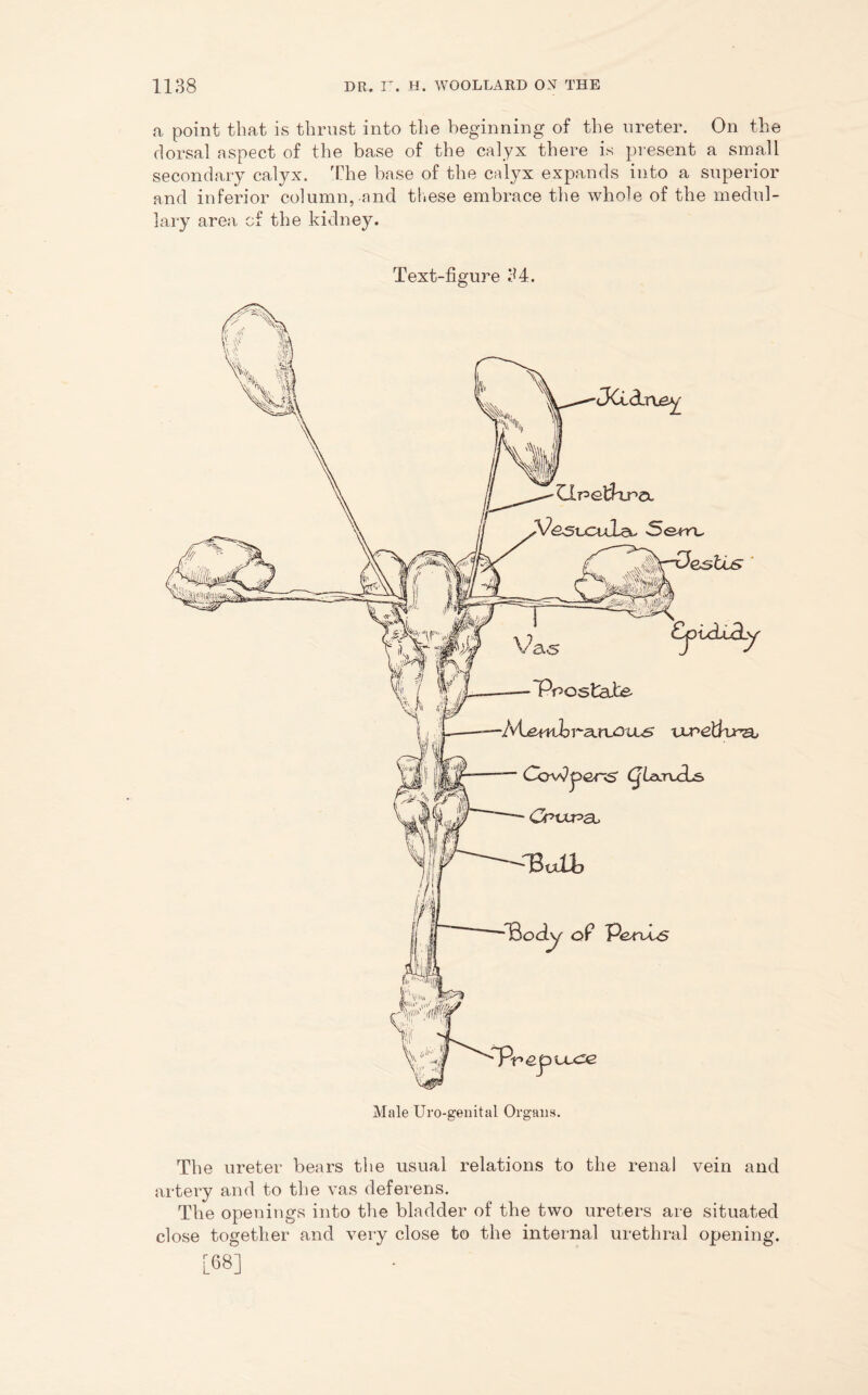 a point that is thrust into the beginning of the ureter. On the dorsal aspect of the base of the calyx there is present a small secondary calyx. The base of the calyx expands into a superior and inferior column, and these embrace the whole of the medul- lary area of the kidney. Text-figure 34. Male Uro-genital Organs. The ureter bears the usual relations to the renal vein and artery and to the vas deferens. The openings into the bladder of the two ureters are situated close together and very close to the internal urethral opening.