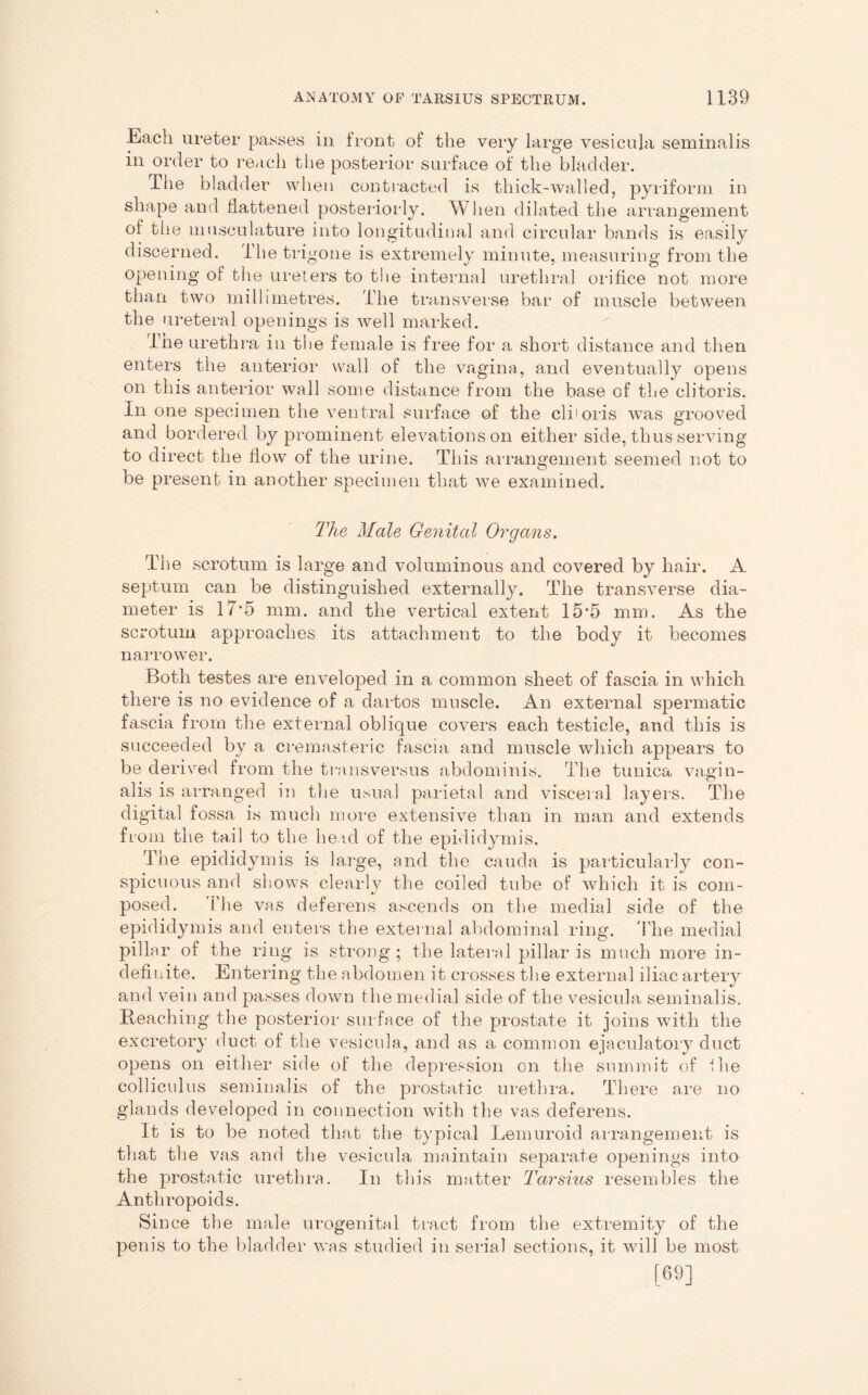 Each ureter passes in front of the very large vesicula seminalis in order to reach the posterior surface of the bladder. The bladder when contracted is thick-walled, pyriform in shape and flattened posteriorly. When dilated the arrangement of the musculature into longitudinal and circular bands is easily discerned. The trigone is extremely minute, measuring from the opening of the ureters to the internal urethral orifice not more than two millimetres. The transverse bar of muscle between the ureteral openings is well marked. The urethra in the female is free for a short distance and then enters the anterior wall of the vagina, and eventually opens on this anterior wall some distance from the base of the clitoris. In one specimen the ventral surface of the clboris was grooved and bordered by prominent elevations on either side, thus serving to direct the flow of the urine. This arrangement seemed not to be present in another specimen that we examined. The Male Genital Organs. The scrotum is large and voluminous and covered by hair. A septum can be distinguished externally. The transverse dia- meter is 17*5 mm. and the vertical extent 15*5 mm. As the scrotum approaches its attachment to the body it becomes narrower. Both testes are enveloped in a common sheet of fascia in which there is no evidence of a dartos muscle. An external spermatic fascia from the external oblique covers each testicle, and this is succeeded by a cremasteric fascia and muscle which appears to be derived from the transversus abdominis. The tunica vagin- alis is arranged in the usual parietal and visceral layers. The digital fossa is much more extensive than in man and extends from the tail to the head of the epididymis. The epididymis is large, and the cauda is particularly con- spicuous and shows clearly the coiled tube of which it is com- posed. The vas deferens ascends on the medial side of the epididymis and enters the external abdominal ring. The medial pillar of the ring is strong; the lateral pillar is much more in- definite. Entering the abdomen it crosses the external iliac artery and vein and passes down the medial side of the vesicula seminalis. Reaching the posterior surface of the prostate it joins with the excretory duct of the vesicula, and as a common ejaculatory duct opens on either side of the depression on the summit of the colliculus seminalis of the prostatic urethra. There are no glands developed in connection with the vas deferens. It is to be noted that the typical Lemuroid arrangement is that the vas and the vesicula maintain separate openings into the prostatic urethra. In this matter Tarsius resembles the Anthropoids. Since the male urogenital tract from the extremity of the penis to the bladder was studied in serial sections, it will be most [69]