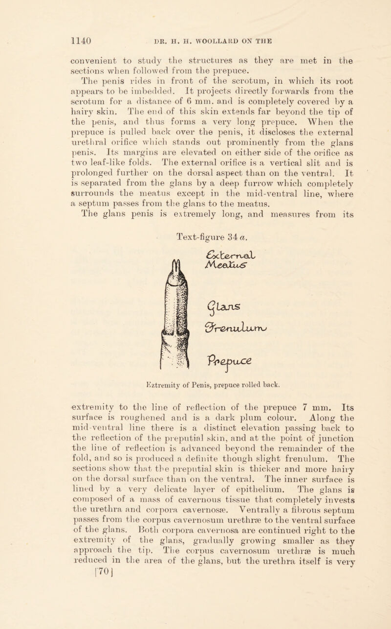 convenient to study the structures as they are met in the sections when followed from the prepuce. The penis rides in front of the scrotum, in which its root appears to he imbedded. It projects directly forwards from the scrotum for a distance of 6 mm. and is completely covered by a hairy skin. The end of this skin extends far beyond the tip of the penis, and thus forms a very long prepuce. When the prepuce is pulled back over the penis, it discloses the external urethral orifice which stands out prominently from the glans penis. Its margins are elevated on either side of the orifice as two leaf-like folds. The external orifice is a vertical slit and is prolonged further on the dorsal aspect than on the ventral. It is separated from the glans by a deep furrow which completely surrounds the meatus except in the mid-ventral line, where a septum passes from the glans to the meatus. The glans penis is extremely long, and measures from its Text-figure 34 a. £^cte*“rvaL Lairs &i~&ruilvL\nru $r*£jDvL.ce Extremity of Penis, prepuce rolled back. extremity to the line of reflection of the prepuce 7 mm. Its surface is roughened and is a, dark plum colour. Along the mid-ventral line there is a distinct elevation passing back to the reflection of the preputial skin, and at the point of junction the line of reflection is advanced beyond the remainder of the fold, and so is produced a definite though slight frenulum. The sections show that the preputial skin is thicker and more hairy on the dorsal surface than on the ventral. The inner surface is lined by a very delicate layer of epithelium. The glans is composed of a mass of cavernous tissue that completely invests the urethra and corpora cavernosse. Ventrally a fibrous septum passes from the corpus cavernosum urethrae to the ventral surface of the glans. Both corpora cavernosa are continued right to the extremity of the glans, gradually growing smaller as they approach the tip. The corpus cavernosum urethrae is much reduced in the area of the glans, but the urethra itself is very [70 j