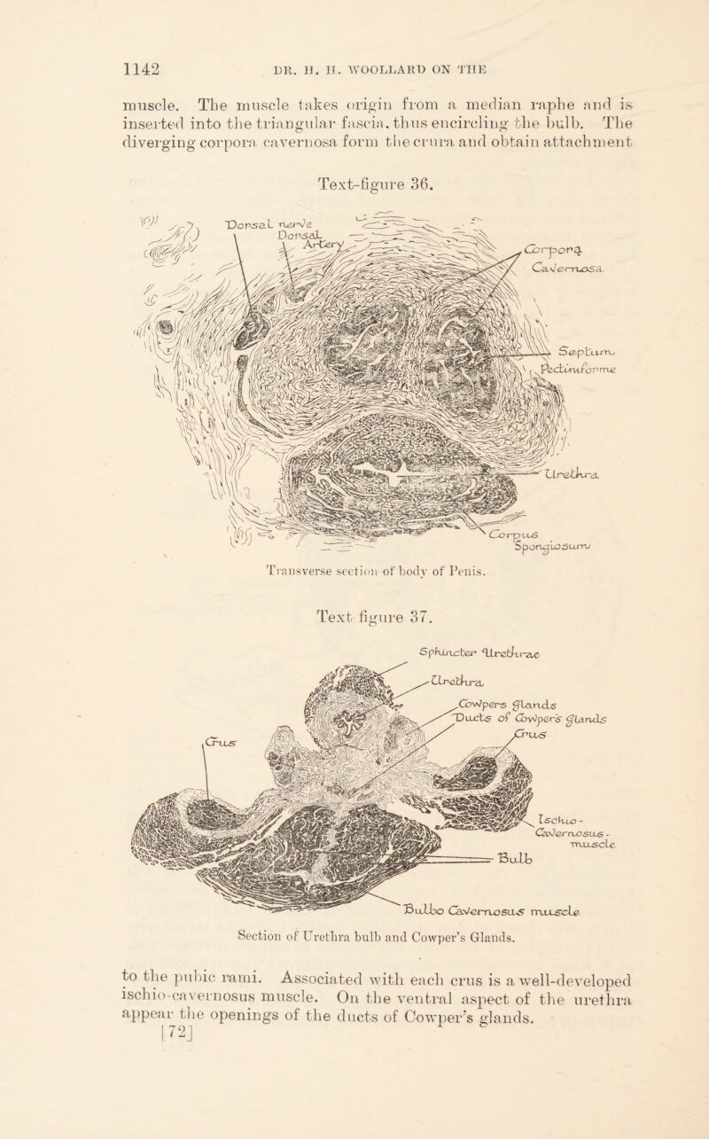muscle. The muscle takes origin from a median raphe and is inserted into the triangular fascia, thus encircling the bulb. The diverging corpora, cavernosa form the crura and obtain attachment Text-figure 36. (torpor1 a. Cav' emosa ouro CZor-p l Spongiosum/ Transverse section of body of Penis, Text figure 37. Sphinoker TLrctkrao CLneiivn cb GaWpers glands Ducts of Coy]pe^s glands BuTb IscitSO - Cxdernosus - ttuuscU: Bulbo CUVerruoSLUS nruLScie Section of Uretlira bulb and Cowper’s Glands. to the pubic rami. Associated with each crus is a well-developed ischio-cavernosus muscle. On the ventral aspect of the urethra appear the openings of the ducts of Cowper’s glands.
