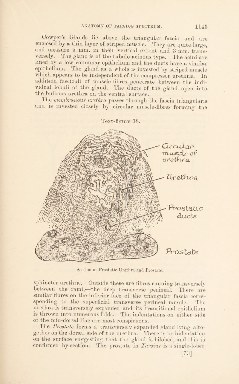 Gowper s Glands lie above the triangular fascia and are enclosed a thin layer of striped muscle. They are quite large, and measure 5 mm. in their vertical extent and 3 mm. trans- versely. ilie gland is of the tubulo-acinous type. The acini are lined by a low columnar epithelium and the ducts have a similar epithelium. Ihe gland as a whole is invested by striped muscle which appears to be independent of the compressor urethrae. In addition fasciculi of muscle-fibres penetrate between the indi- vidual lobuli of the gland. The ducts of the gland open into the bulbous urethra on the ventral surface. The membranous urethra passes through the fascia triangularis and is invested closely by circular muscle-fibres forming the Text-figure 38. Curoulaj'1 of CXrcZhjna. Vrostattc ducts Prostate Section of Prostatic Urethra and Prostate. sphincter urethrae. Outside these are fibres running transversely between the rami,—the deep transverse perineal. There are similar fibres on the inferior face of the triangular fascia corre- sponding to the superficial transverse perineal muscle. The urethra is transversely expanded and its transitional epithelium is thrown into numerous folds. The indentations on either side of the mid-dorsal line are most conspicuous. The Prostate forms a transversely expanded gland lying alto- gether on the dorsal side of the urethra. There is no indentation on the surface suggesting that the gland is bilobed, and this is confirmed by section. The prostate in Tarsius is a single-lobed [73]