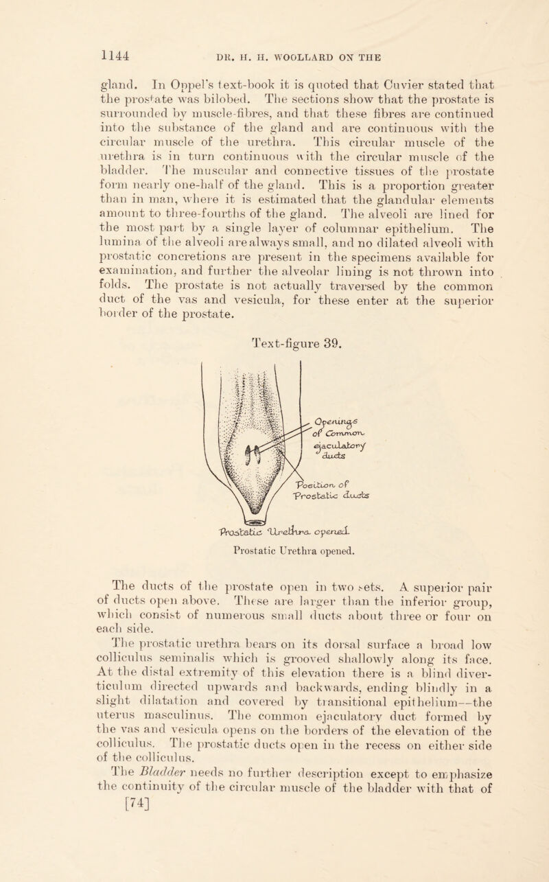 gland. In Oppel’s text-book it is quoted that Cuvier stated that the prostate was bilobed. The sections show that the prostate is surrounded by muscle-fibres, and that these fibres are continued into the substance of the gland and are continuous with the circular muscle of the urethra. This circular muscle of the urethra is in turn continuous with the circular muscle of the bladder. The muscular and connective tissues of the prostate form nearly one-half of the gland. This is a proportion greater than in man, where it is estimated that the glandular elements amount to three-fourths of the gland. The alveoli are lined for the most part by a single layer of columnar epithelium. The lumina of the alveoli are always small, and no dilated alveoli with prostatic concretions are present in the specimens available for examination, and further the alveolar lining is not thrown into folds. The prostate is not actually traversed by the common duct of the vas and vesicula, for these enter at the superior border of the prostate. Text-figure 39. The ducts of the prostate open in two sets. A superior pair of ducts open above. These are larger than the inferior group, which consist of numerous small ducts about three or four on each side. The prostatic urethra bears on its dorsal surface a broad low colliculus seminalis which is grooved shallowly along its face. At the distal extremity of this elevation there is a blind diver- ticulum directed upwards and backwards, ending blindly in a. slight dilatation and covered by transitional epithelium—the uterus masculinus. The common ejaculatory duct formed by the vas and vesicula, opens on the borders of the elevation of the colliculus. The prostatic ducts open in the recess on either side of the colliculus. i he Bladder needs no further description except to emphasize the continuity of the circular muscle of the bladder with that of [74]