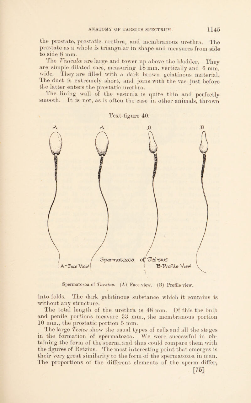 tlie prostate, prostatic urethra, and membranous urethra. The prostate as a whole is triangular in shape and measures from side to side 8 mm. The Vesiculce are large and tower up above the bladder. They are simple dilated sacs, measuring 18 mm. vertically and 6 mm. wide. They are filled with a dark brown gelatinous material. The duct is extremely short, and joins with the vas just before the latter enters the prostatic urethra. The li ning wall of the vesicula is quite thin and perfectly .smooth. It is not, as is often the case in other animals, thrown Text-figure 40. A A JB J6 Spermatozoa of Tarskis. (A) Face view. (B) Profile view. into folds. The dark gelatinous substance which it contains is without any structure. The total length of the urethra is 48 mm. Of this the bulb and penile portions measure 33 mm., the membranous portion 10 mm., the prostatic portion 5 mm. The large Testes show the usual types of cells and all the stages in the formation of spermatozoa. We were successful in ob- taining the form of the sperm, and thus could compare them with the figures of Retzius. The most interesting point that emerges is their very great similarity to the form of the spermatozoa in man. The proportions of the different elements of the sperm differ, [75]