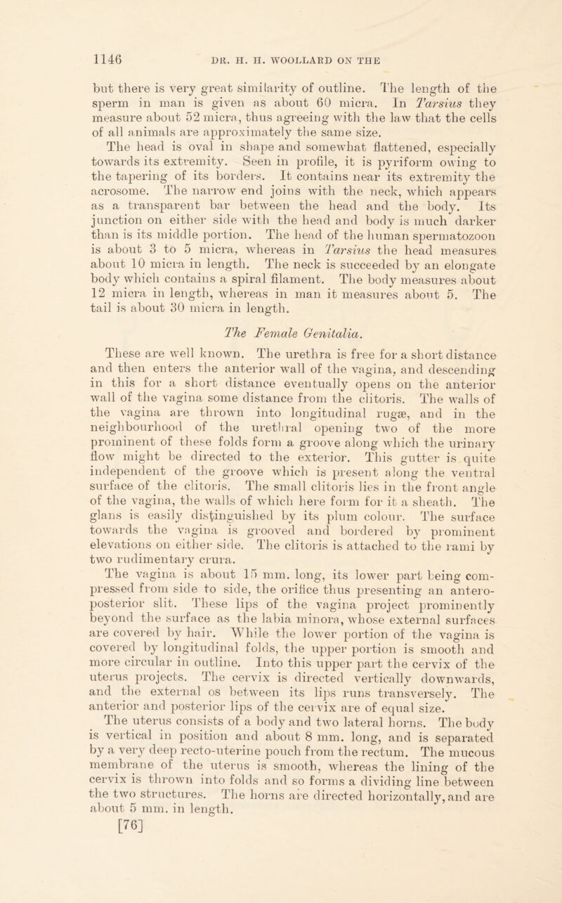 but there is very great similarity of outline. The length of the sperm in man is given as about 60 micra. In Tarsius they measure about 52 micra, thus agreeing with the law that the cells of all animals are approximately the same size. The head is oval in shape and somewhat flattened, especially towards its extremity. Seen in profile, it is pyriform owing to the tapering of its borders. It contains near its extremity the acrosome. The narrow end joins with the neck, which appears as a transparent bar between the head and the body. Its junction on either side with the head and body is much darker than is its middle portion. The head of the human spermatozoon is about 3 to 5 micra, whereas in Tarsius the head measures about 10 micra in length. The neck is succeeded by an elongate body which contains a spiral filament. The body measures about 12 micra in length, whereas in man it measures about 5. The tail is about 30 micra in length. The Female Genitalia. These are well known. The urethra is free for a short distance and then enters the anterior wall of the vagina, and descending in this for a short distance eventually opens on the anterior wall of the vagina some distance from the clitoris. The walls of the vagina are thrown into longitudinal rugae, and in the neighbourhood of the urethral opening twro of the more prominent of these folds form a groove along which the urinary flow might be directed to the exterior. This gutter is quite independent of the groove which is present along the ventral surface of the clitoris. The small clitoris lies in the front angle of the vagina, the walls of which here form for it a sheath. The glans is easily distinguished by its plum colour. The surface towards the vagina is grooved and bordered by prominent elevations on either side. The clitoris is attached to the rami by two rudimentary crura. The vagina is about 15 mm. long, its lower part being com- pressed from side to side, the orifice thus presenting an antero- posterior slit. These lips of the vagina project prominently beyond the surface as the labia minora, whose external surfaces are covered by hair. While the lower portion of the vagina is covered by longitudinal folds, the upper portion is smooth and more circular in outline. Into this upper part the cervix of the uterus projects. The cervix is directed vertically downwards, and the external os between its lips runs transversely. The anterior and posterior lips of the cervix are of equal size. The uterus consists of a body and two lateral horns. The body is vertical in position and about 8 mm. long, and is separated by a very deep recto-uterine pouch from the rectum. The mucous membrane of the uterus is smooth, whereas the lining of the cervix is thrown into folds and so forms a dividing line between the two structures. The horns are directed horizontally, and are about 5 mm. in length. [76]