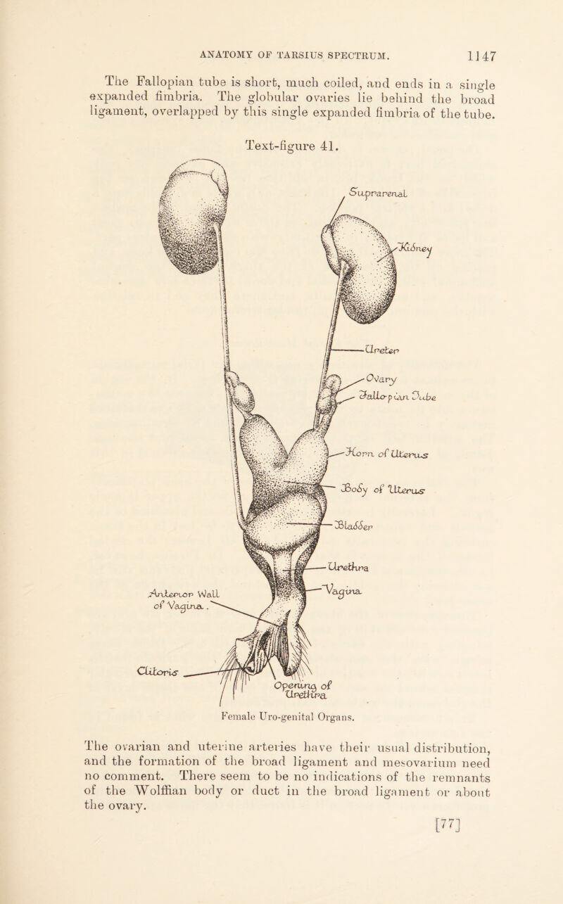 The Fallopian tube is short, much coiled, and ends in a single expanded fimbria. The globular ovaries lie behind the bro&ad ligament, overlapped by this single expanded fimbria of the tube. Text-figure 41. The ovarian and uterine arteries have their usual distribution, and the formation of the broad ligament and mesovarium need no comment. There seem to be no indications of the remnants of the Wolffian body or duct in the broad ligament or about the ovary. [77]