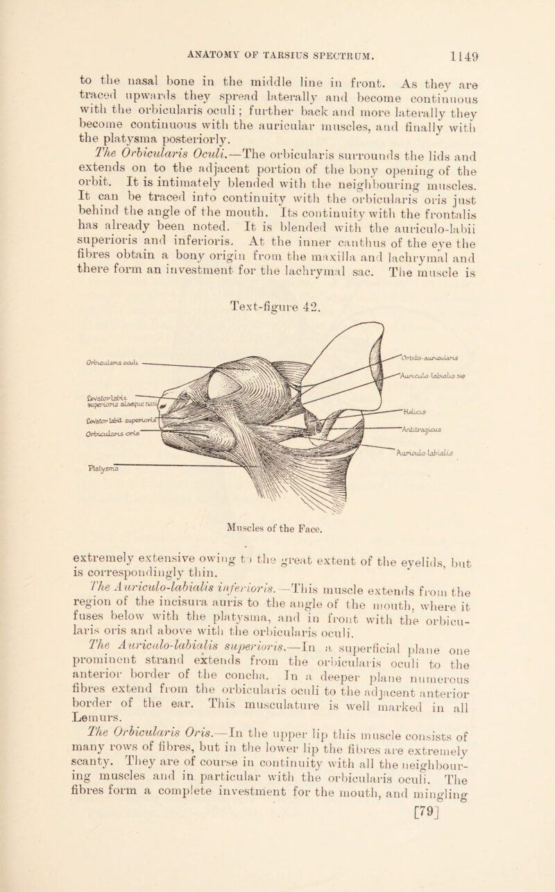 to the nasal bone in the middle line in front. As they are traced upwards they spread laterally and become continuous with the orbicularis oculi; further back and more laterally they become continuous with the auricular muscles, and finally with the platysma posteriorly. The Orbicularis Oculi.—The orbicularis surrounds the lids and extends on to the adjacent portion of the bony opening of the orbit. It is intimately blended with the neighbouring muscles. It can be traced into continuity with the orbicularis oils just behind the angle of the mouth. Its continuity with the frontalis has already been noted. It is blended with the auriculo-labii superioris and inferioris. At the inner canthus of the eye the fibres obtain a bony origin from the maxilla and lachrymal and there form an investment for the lachrymal sac. The muscle is Text-figure 42. Muscles of the Face. Platysma aupu:u. lap us aipuruLo laubuiLs sup Heluos AupLcalo-labiaiis Orbioulavis ocuU. fWatoplabu- superiopis ala&jue Senator Labii Orbicularis oris extremely extensive owing to the great extent of the eyelids, but is correspondingly thin. 7 he Auriculo-labiolis inferior is.—This muscle extends from the region of the mcisura auris to the angle of the mouth, where it fuses below with the platysma, and in front with the orbicu- laris oris and above with the orbicularis oculi. I he Auric ulo-labialis superioris.—In a superficial plane one prominent strand extends from the orbicularis oculi to the anterior border of the concha. In a deeper plane numerous fibres extend from the orbicularis oculi to the adjacent anterior border of the ear. This musculature is well marked in all Lemurs. The Orbicularis Oris. In the upper lip this muscle consists of many rows of fibres, but in the lower lip the fibres are extremely scanty. They are of course in continuity with all the neighbour- ing muscles and in particular with the orbicularis oculi. The fibres form a complete investment for the mouth, and mingling [79]