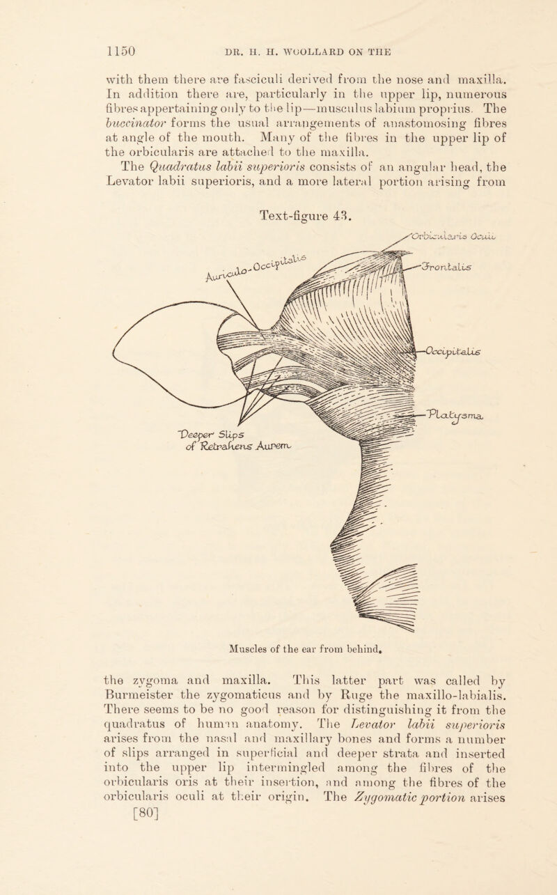 with them there are fasciculi derived from the nose and maxilla. In addition there are, particularly in the upper lip, numerous fibres appertaining only to the lip—musculus labium proprius. The buccinator forms the usual arrangements of anastomosing fibres at angle of the mouth. Many of the fibres in the upper lip of the orbicularis are attached to the maxilla. The Quadratics labii superioris consists of an angular head, the Levator labii superioris, and a more lateral portion arising from Text-figure 43. the zygoma and maxilla. This latter part was called by Burmeister the zygomaticus and by Ruge the maxillo-labialis. There seems to be no good reason for distinguishing it from the quadratus of human anatomy. The Levator labii superioris arises from the nasal and maxillary bones and forms a number of slips arranged in superficial and deeper strata and inserted into the upper lip intermingled among the fibres of the orbicularis oris at their insertion, and among the fibres of the orbicularis oculi at their origin. The Zygomatic portion arises [80]