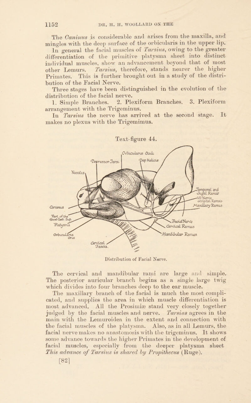 The Caninus is considerable and arises from the maxilla, and mingles with the deep surface of the orbicularis in the upper lip. In general the facial muscles of Tcirsius, owing to the greater differentiation of the primitive platysma sheet into distinct individual muscles, show an advancement beyond that of most other Lemurs. Tarsius, therefore, stands nearer the higher Primates. This is further brought out in a study of the distri- bution of the Pacial Nerve. Three stages have been distinguished in the evolution of the distribution of the facial nerve. 1. Simple Branches. 2. Plexiform Branches. 3. Plexiform arrangement with the Trigeminus. In Tarsius the nerve has arrived at the second stage. It makes no plexus with the Trigemimus. Text-figure 44. &n£ RepVc occipital, Ramus Maxillary Ramus 3-acial'Nepvte GspVical Ramus Ramus Distribution of Facial Nerve. The cervical and mandibular rami are large and simple. The posterior auricular branch begins as a single large twig which divides into four branches deep to the ear muscle. The maxillary branch of the facial is much the most compli- cated, and supplies the area in which muscle differentiation is most advanced. All the Prosimise stand very closely together judged by the facial muscles and nerve. Tarsias agrees in the main with the Lemuroidea in the extent and connection with the facial muscles of the platysma. Also, as in all Lemurs, the facial nerve makes no anastomosis with the trigeminus. It shows some advance towards the higher Primates in the development of facial muscles, especially from the deeper platysma sheet This advance of Tarsius is shared by Propithecus (Huge). [821