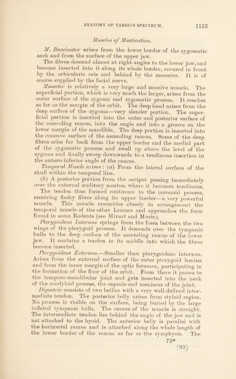 Muscles of Mastication. M. Buccinator arises from the lower border of the zygomatic arch and from the surface of the upper jaw. The fibres descend almost at right angles to the lower jaw, and become inserted into it along its whole border, covered in front by the orbicularis oris and behind by the masseter. It is of course supplied by the facial nerve. Masseter is relatively a very large and massive muscle. The superficial portion, which is very much the larger, arises from the outer surface of the zygoma and zygomatic process. It reaches as far as the margin of the orbit. The deep head arises from the deep surface of the zygoma—very slender portion. The super- ficial portion is inserted into the outer and posterior surface of the ascending ramus, into the angle and into a groove on the lower margin of the mandible. The deep portion is inserted into the concave surface of the ascending ramus. Some of the deep fibres arise far back from the upper border and the medial part of the zygomatic process and swell up above the level of the zygoma and finally sweep downwards to a tendinous insertion in the antero-inferior angle of the ramus. Temporal Muscle arises : ipT) From the lateral surface of the skull within the temporal line. (b) A posterior portion from the occiput passing immediately over the external auditory meatus, where it becomes tendinous. The tendon thus formed continues to the coronoid process, receiving fleshy fibres along its upper border—a very powerful muscle. This muscle resembles closely in arrangement the temporal muscle of the other Lemurs and approaches the form found in some Rodents (see Mivart and Murie). Pterygoideus Internus springs from the fossa between the two wings of the pterygoid process. It descends over the tympanic bulla to the deep surface of the ascending ramus of the lower jaw. It contains a tendon in its middle into which the fibres become inserted. Pterygoideus Externus.—Smaller than pterygoideus internus. Arises from the external surface of the outer pterygoid lamina and from the inner margin of the optic foramen, participating in the formation of the floor of the orbit. From there it passes to the temporo-mandibular joint and gets inserted into the neck of the condyloid process, the capsule and meniscus of the joint. Digastric consists of two bellies with a very well-defined inter- mediate tendon. The posterior belly arises from styloid region. No process is visible on the surface, being buried by the large inflated tympanic bulla. The course of the muscle is straight. The intermediate tendon lies behind the angle of the jaw and is not attached to the hyoid. The anterior belly is parallel with the horizontal ramus and is attached along the whole length of the lower border of the ramus as far as the symphysis. The 75*